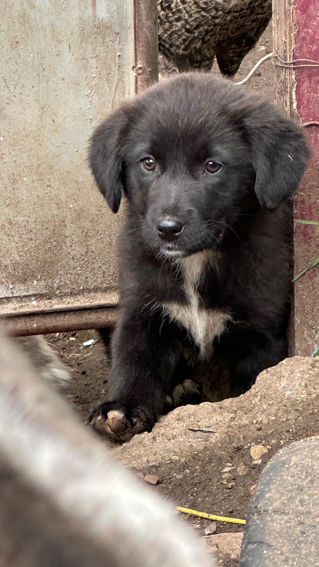 „Kelly“, wurde aus einer Messi Haltung befreit, sucht ein stabiles Zuhause, geb. 01.2026.