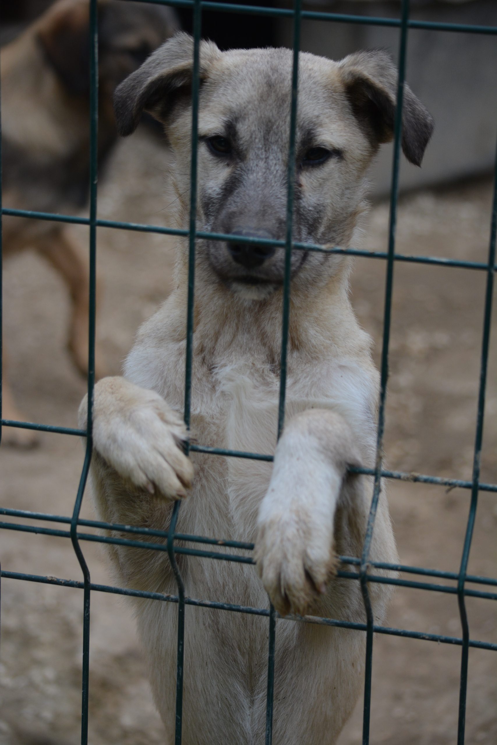 „Lina“, geboren 2026, sucht ein Zuhause, gut verträglich