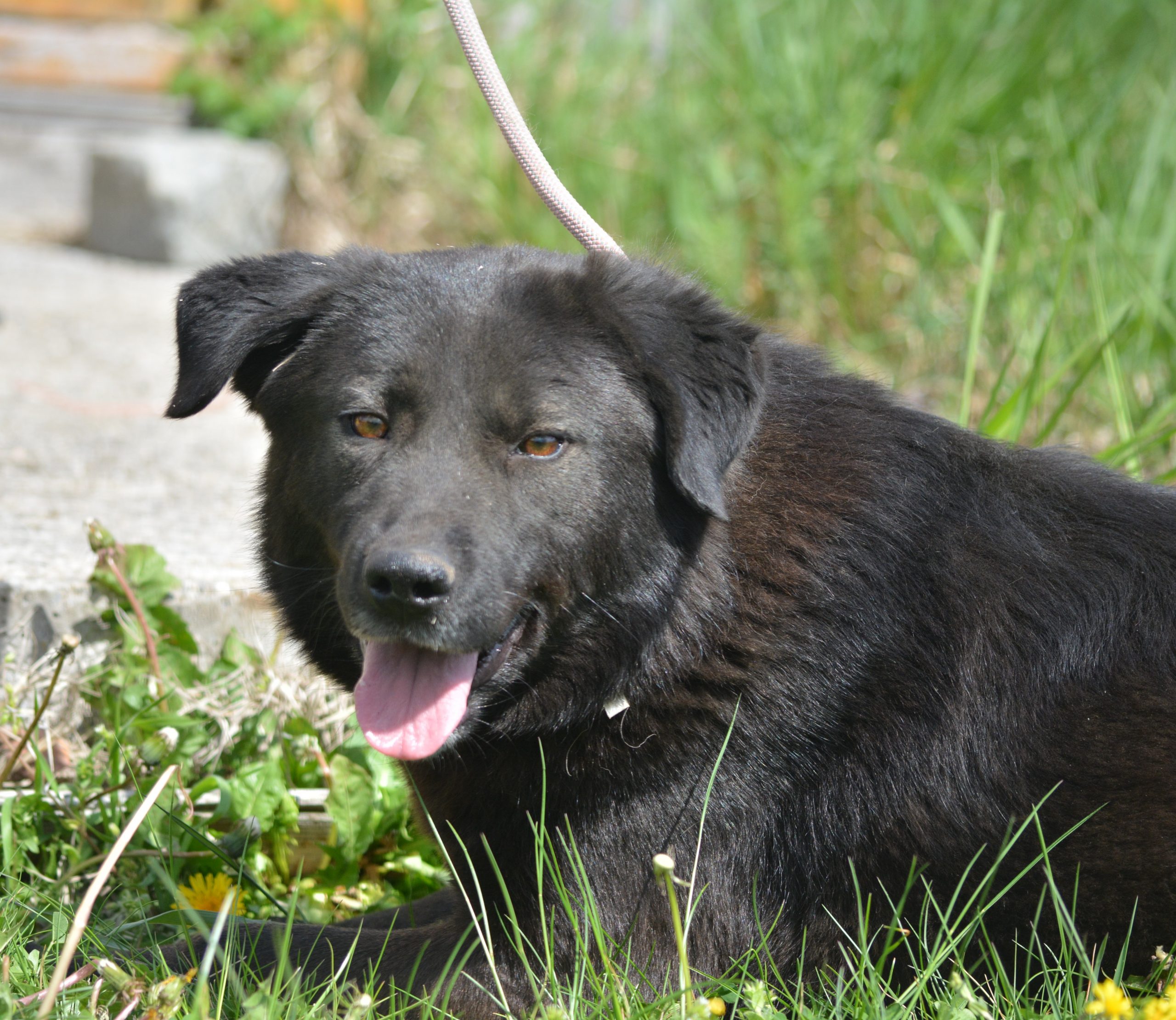 „MOLLY“, ca. 2022 geboren, sucht ein stabiles Zuhause.