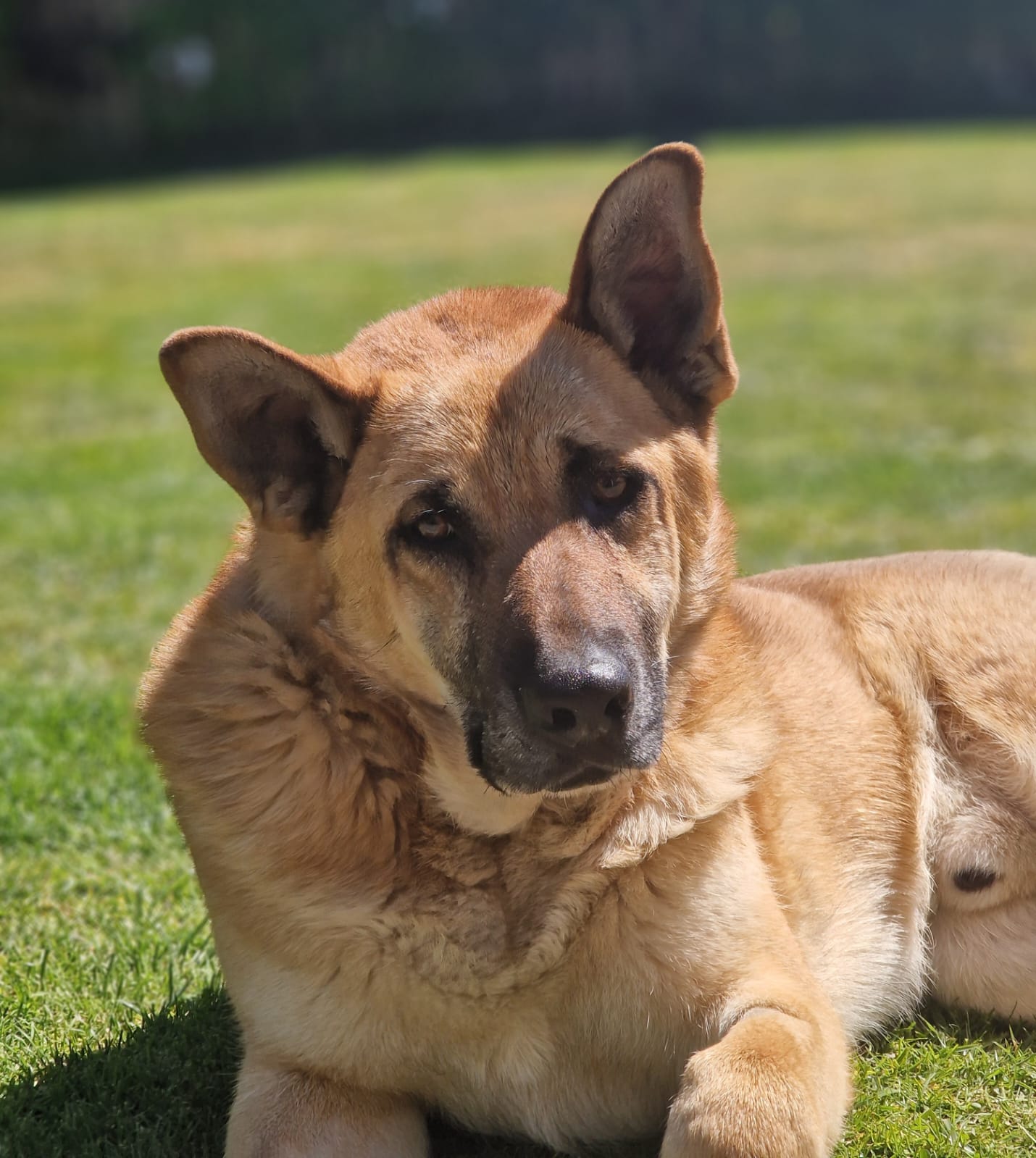 Schäferhund-Akita Mischling „Werner (Wronek)“ sucht ein liebes Zuhause, sehr (!) menschenbezogen. Auf PS in Bottrop.