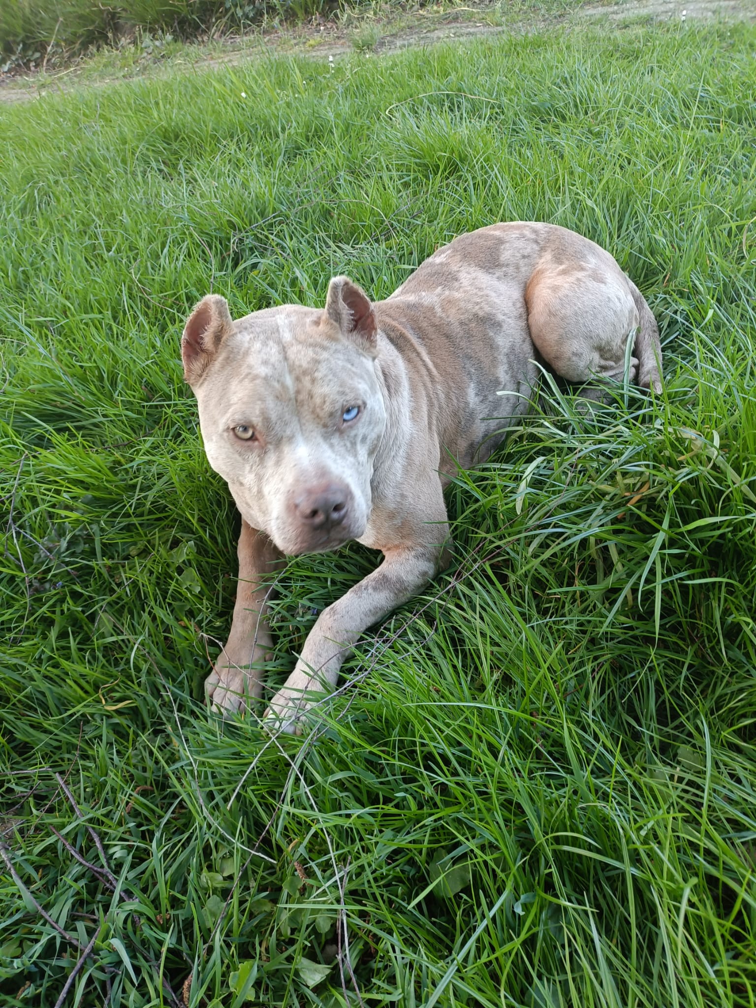 Vermittlungshilfe für „Bobo“, einen lieben American Bully. Ca. 2023 geboren, ist bereits in Deutschland.