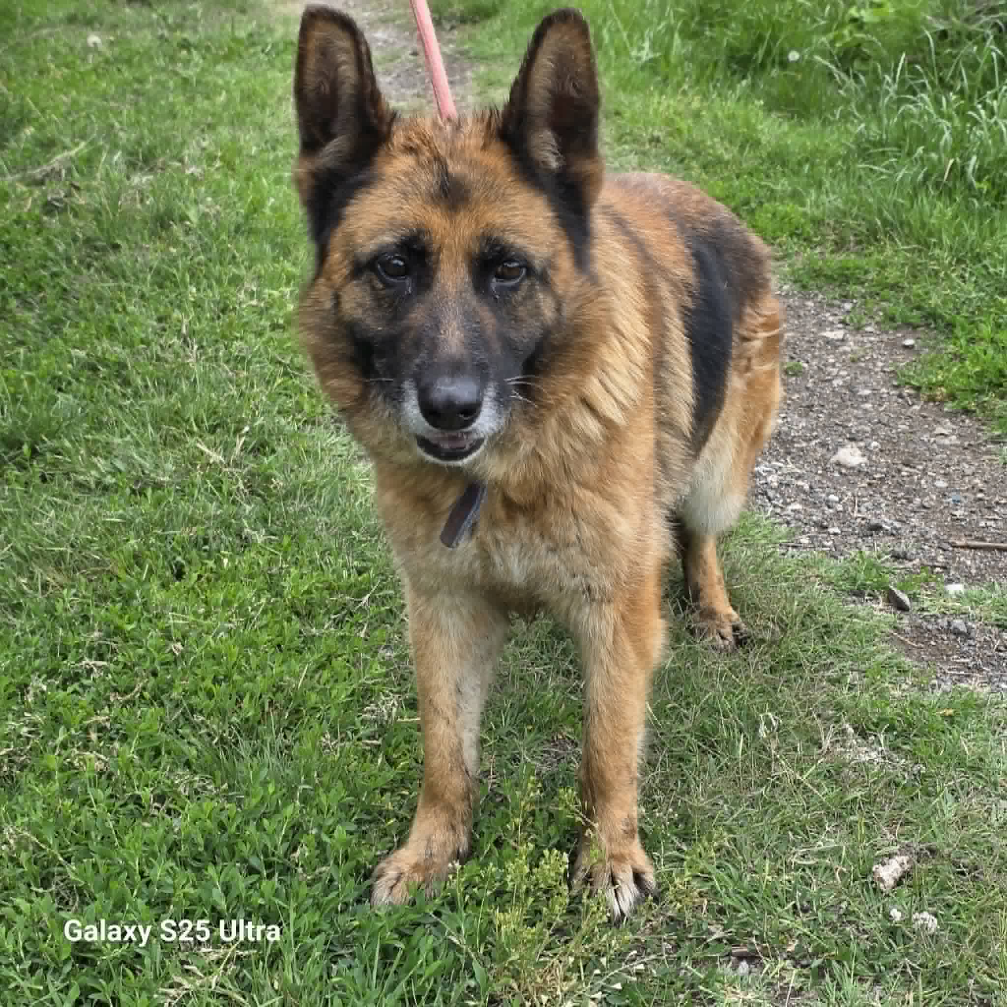Liebe Schäferhündin „Emma“, ca. 2021 geboren, verträglich, sucht ein Zuhause.