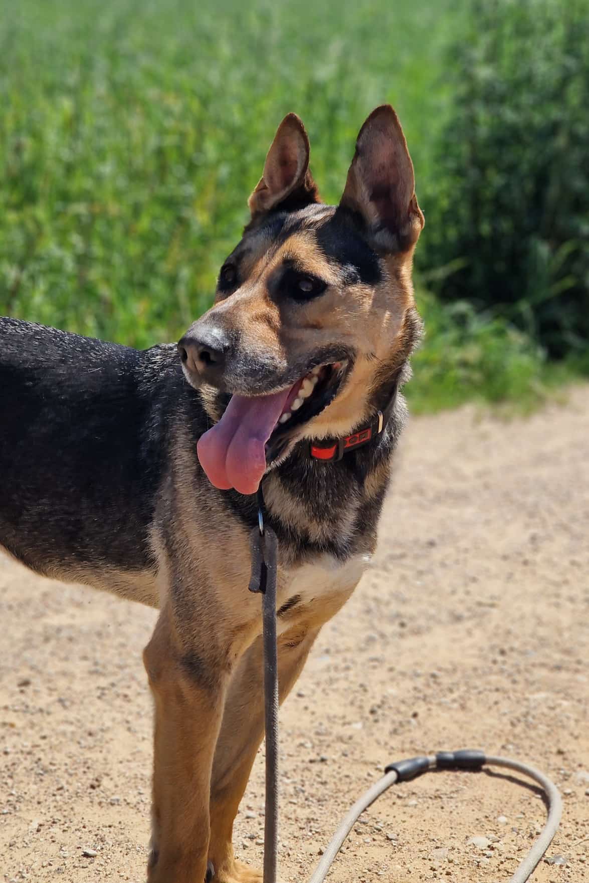 „Junior“ – Herzenshund sucht seinen Menschen 💙, ca. 2020/2021 geboren.