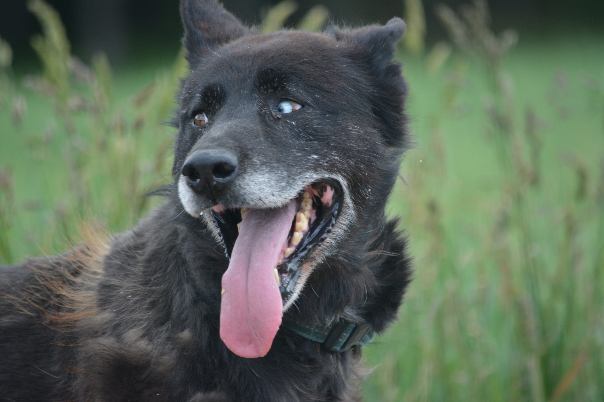 🐾 Lebensfroher Begleiter „Madi“ sucht sein Für-immer-Zuhause. 🐾