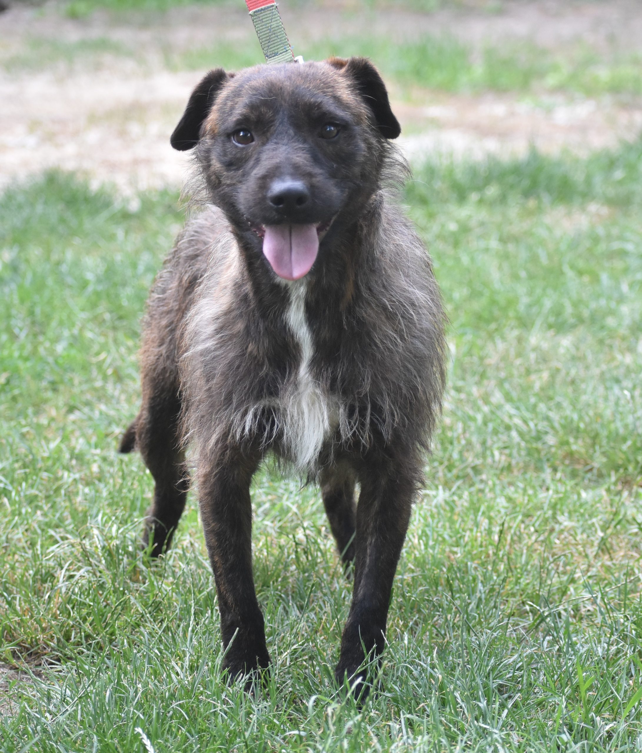 Rüde „Pip“, geboren 18.05.2023, sucht Menschen mit Einfühlungsvermögen.