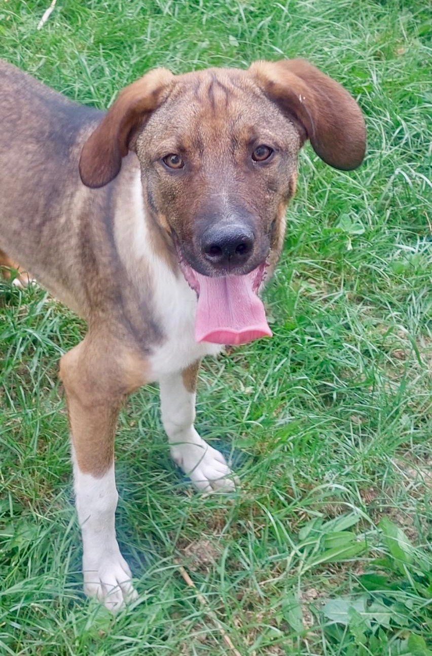 „ROKY“, lieber, junger und aktiver Rüde (kinderlieb) sucht ein Zuhause.