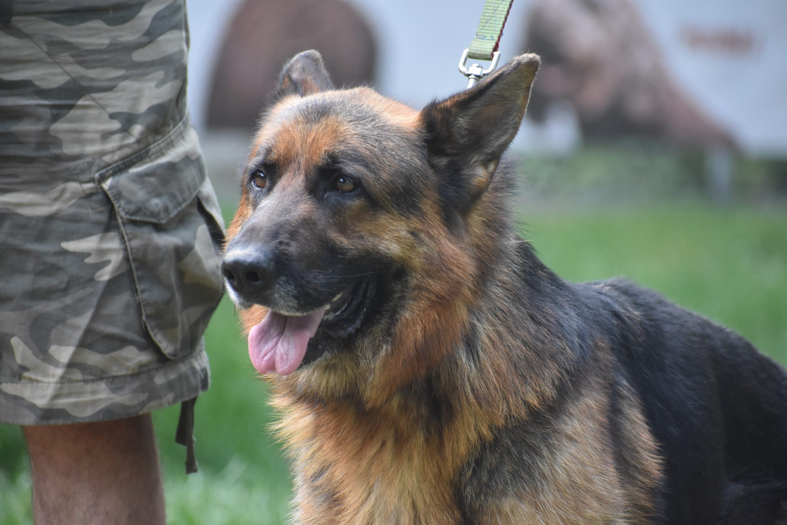 „Winston“, geboren 01.06.2022, sucht ein kleines Körbchen.