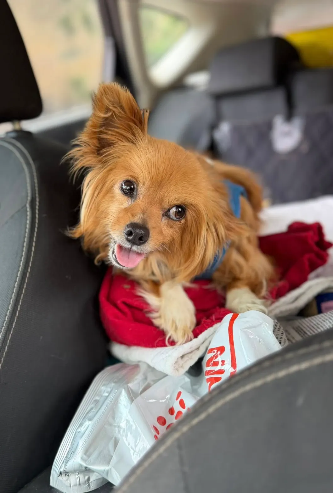 „Lucia“, Langhaar-Chihuahua-Spitz-Mischling, sucht liebes Zuhause.