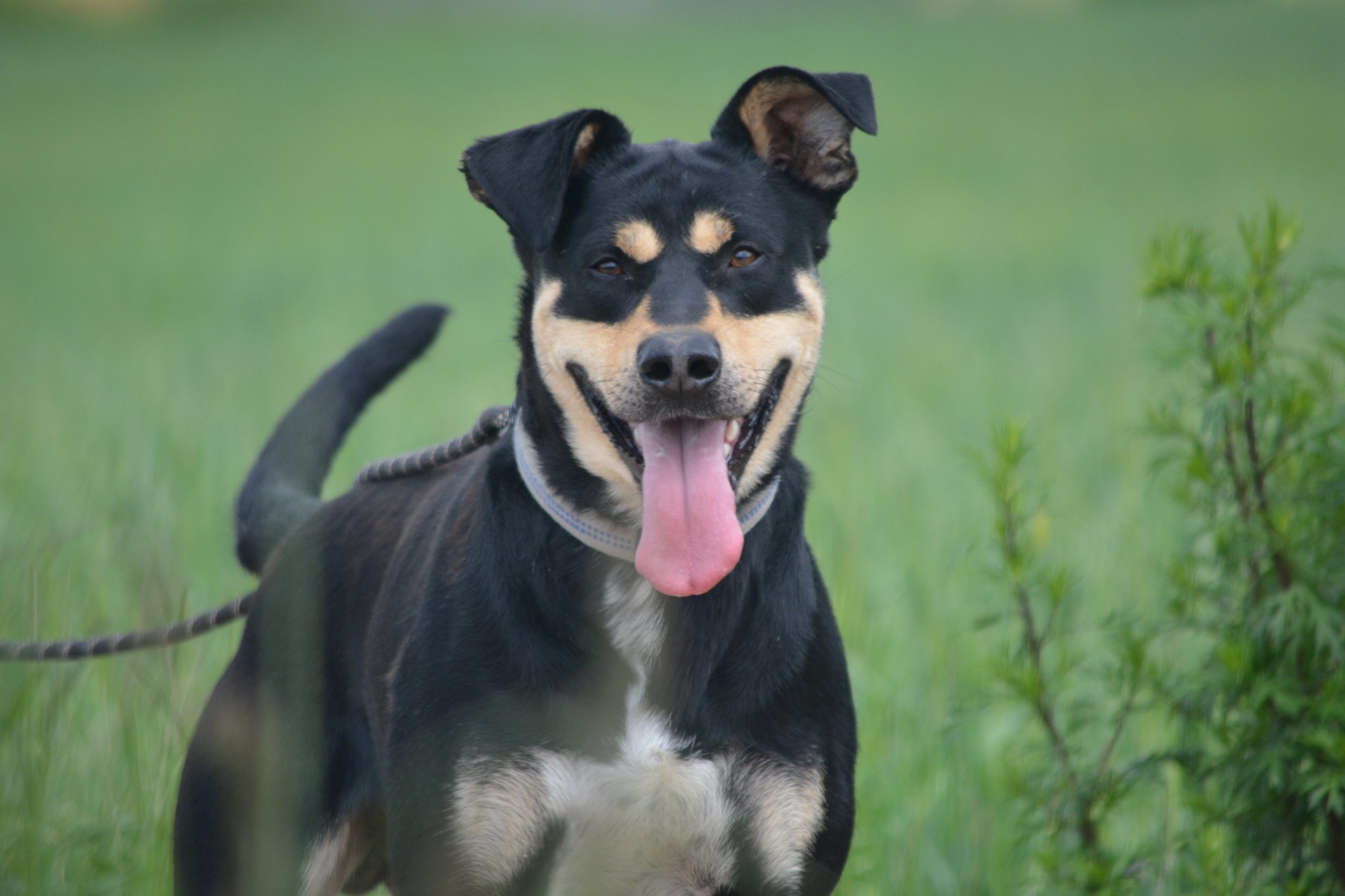 Schmusebacke „Fynn (Fafik)“ möchte was erleben, mit seinen Menschen. Toller Hund!