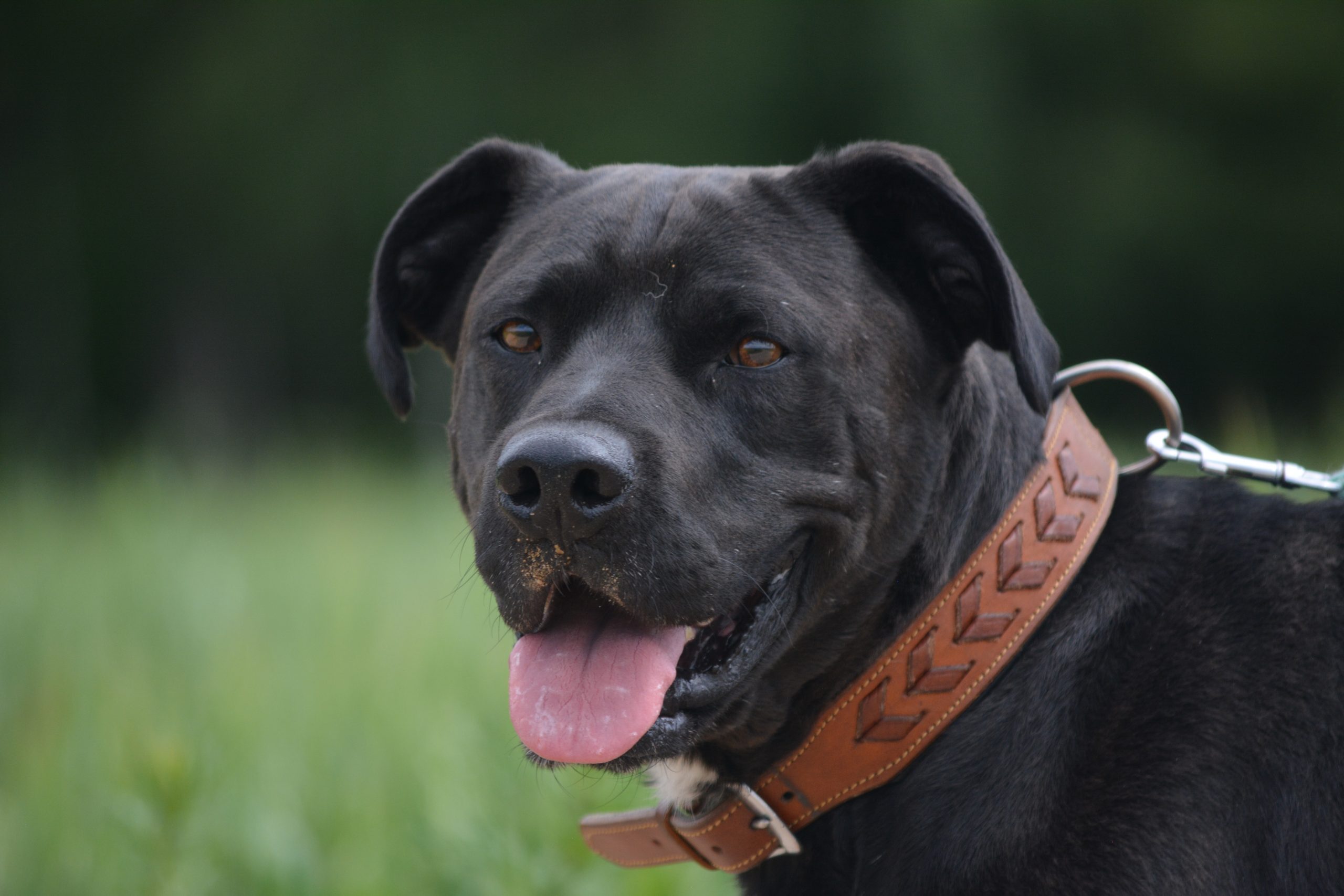 „Hugo“, ein Kumpel der mit seinen Menschen durch dick und dünn geht, SEHR verschmust!