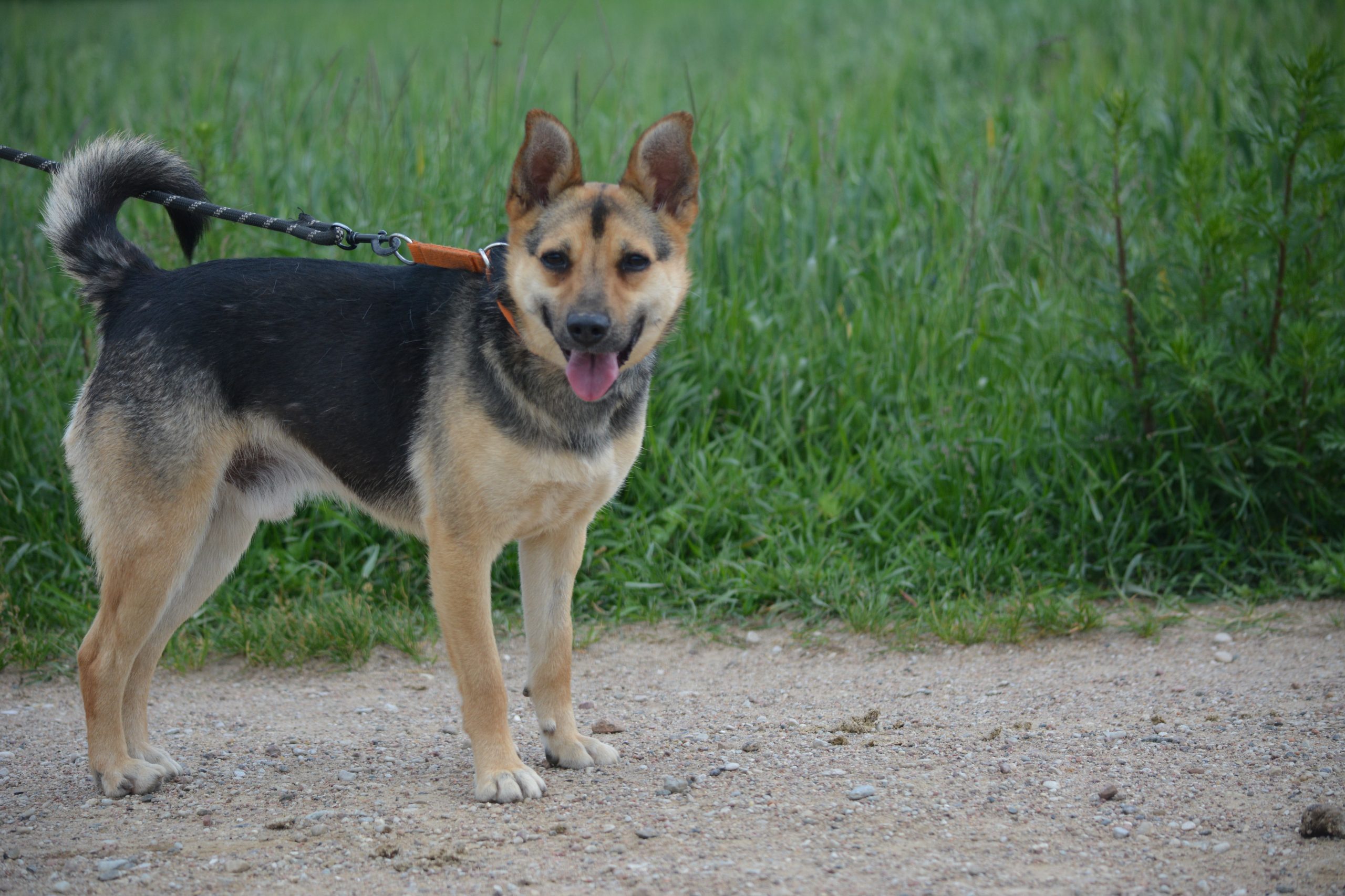 „Kajko“ sucht sein Zuhause, geb. ca. 2023 🐾.