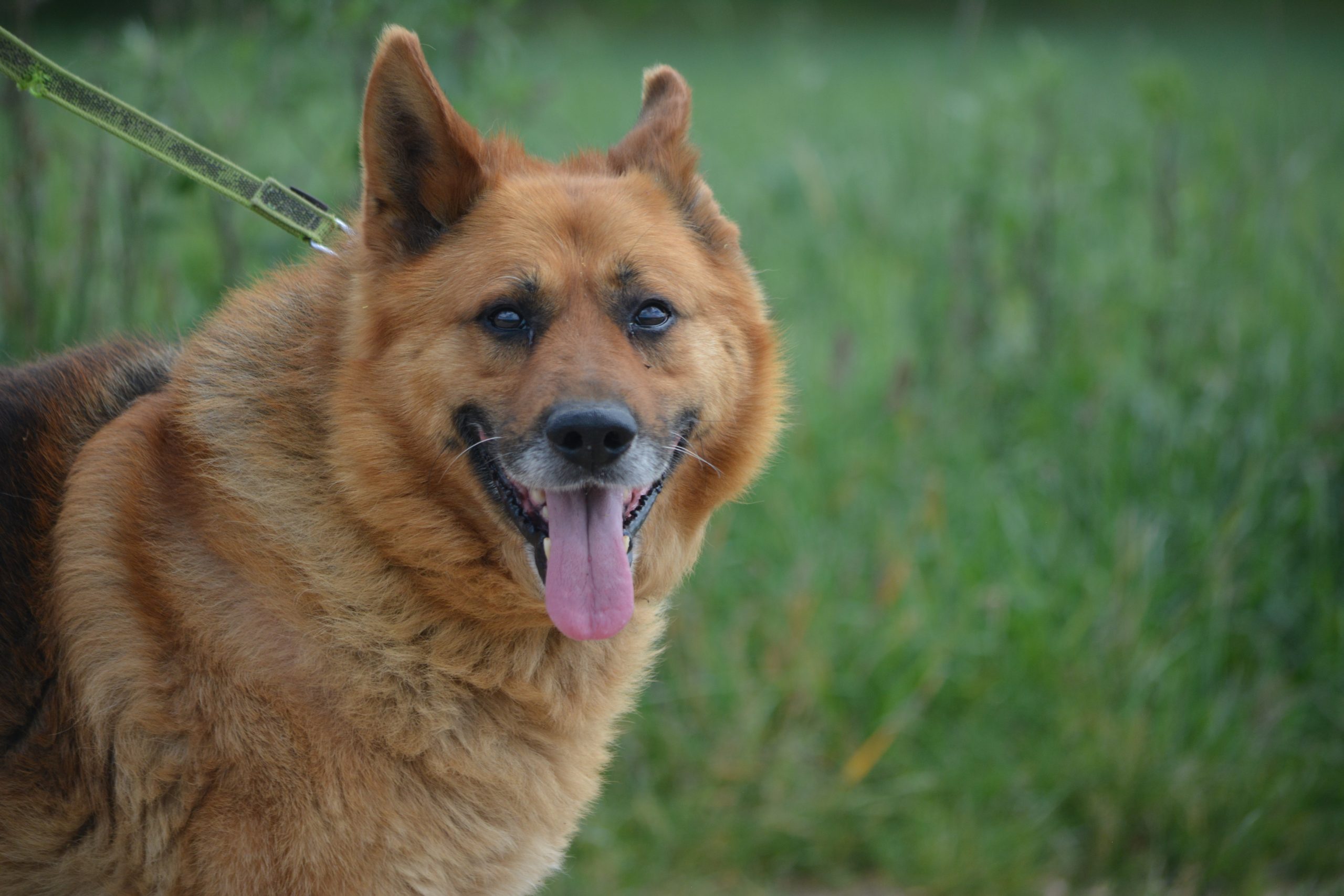 „KARLI (Kazan)“ – sanfter Schäferhund sucht sein Zuhause.