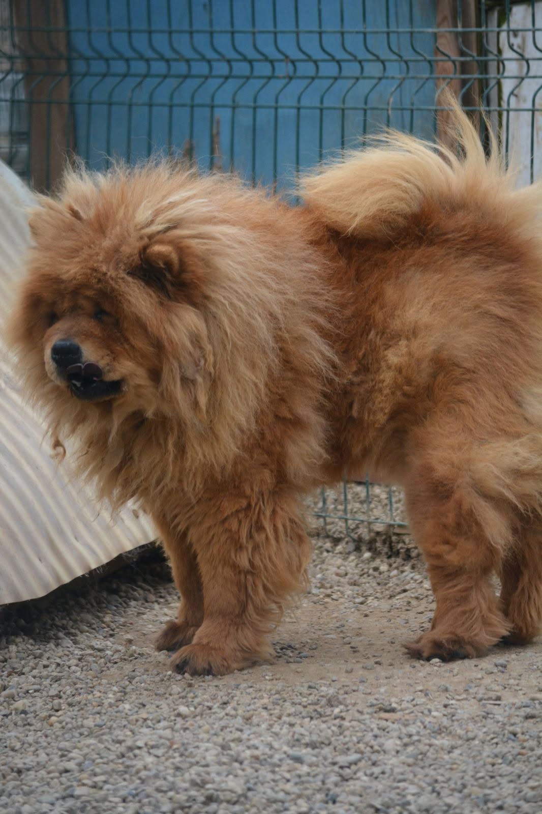 „Kenzo“, Chow Chow sucht dringend ein Zuhause.