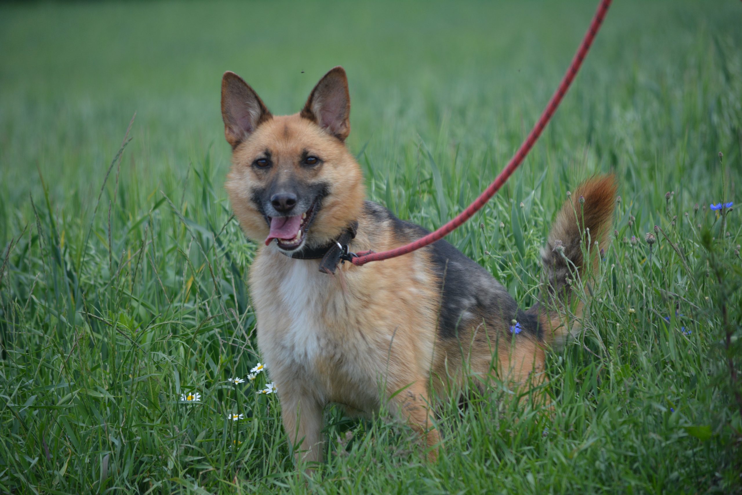 Hündin „Nutka“, ca. 2023 geboren, ruhig, zurückhaltend, sucht Menschen mit Hundeverstand.