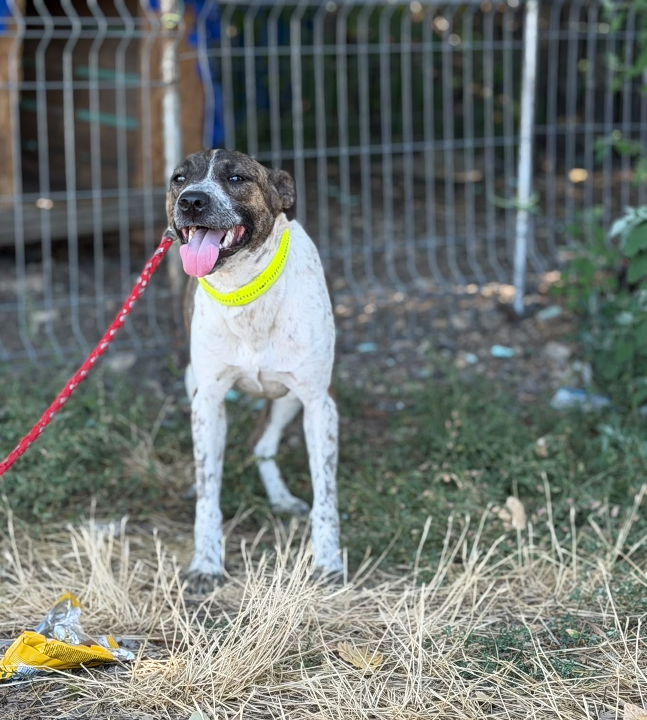 „Anni“ sucht ein liebes Zuhause, ca. 08/2025 geboren, gut verträglich .