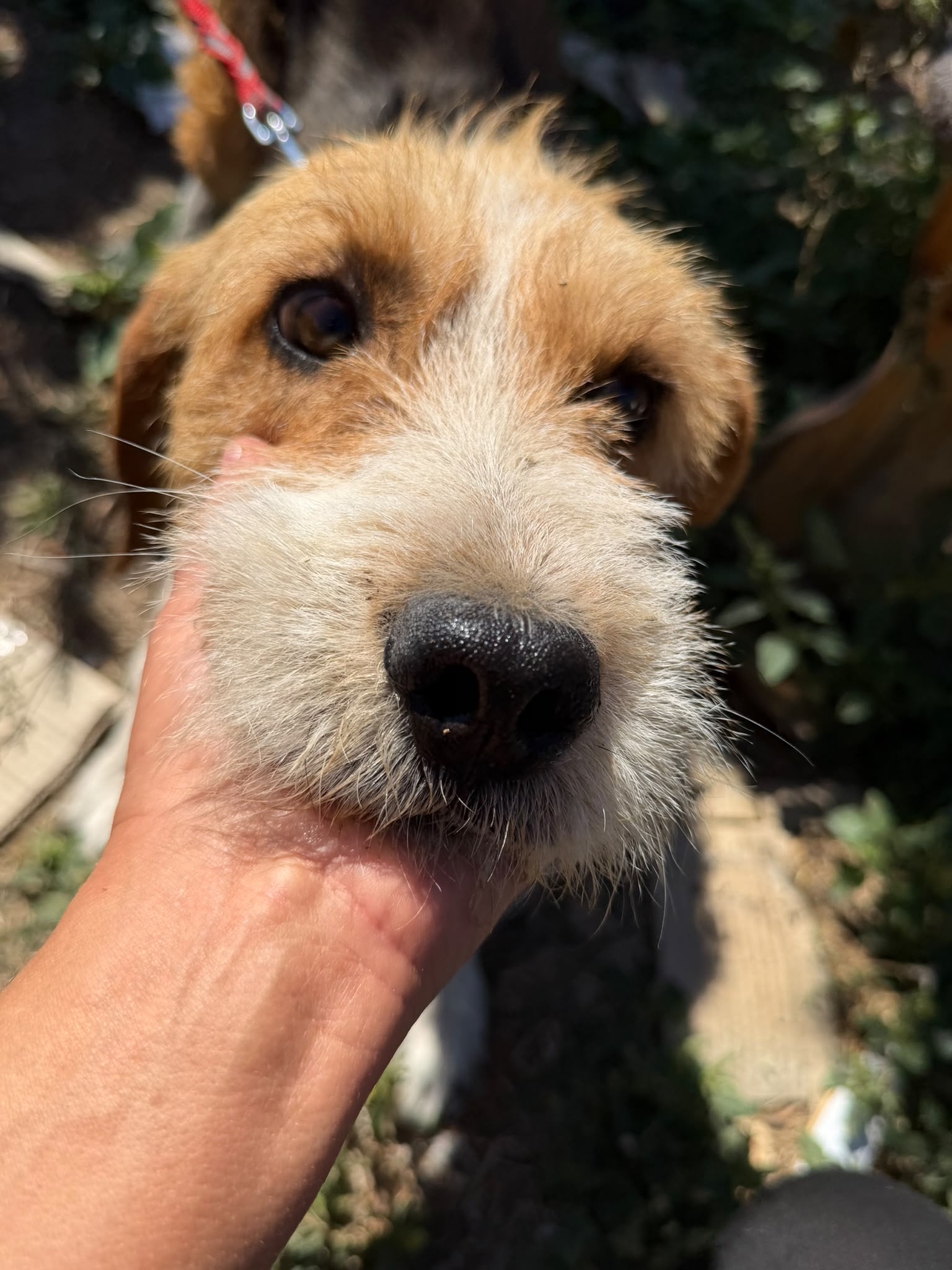 „Barki“ sucht ein liebes Zuhause, ca. 2024 geboren, gut verträglich .
