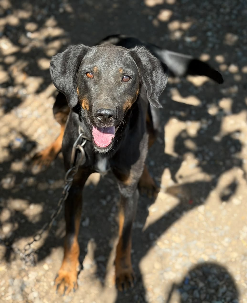 🐾 „Freddy“ sucht ein liebes Zuhause, ca. 11/2024 geboren, gut verträglich.🐾