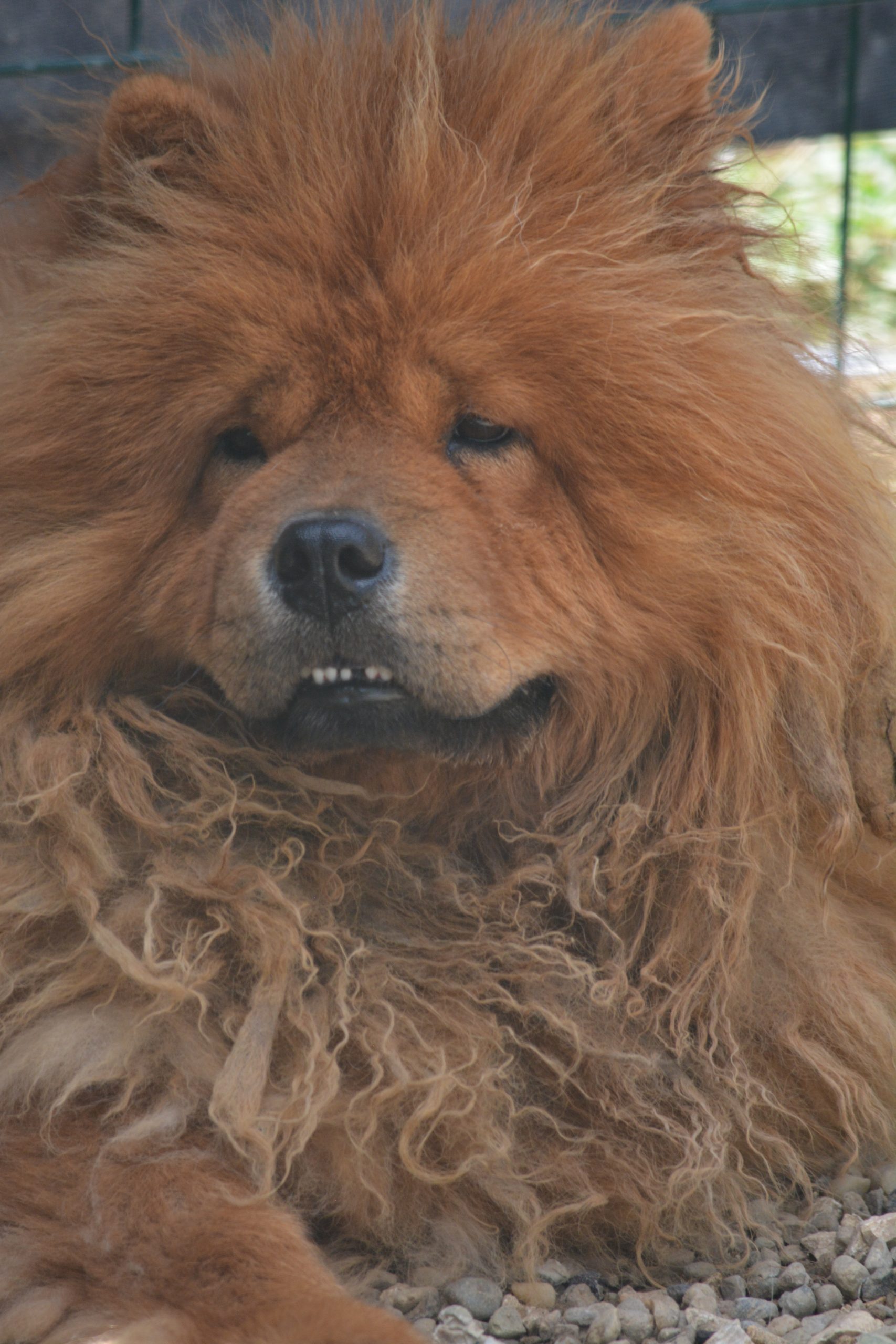 „Kenzo“, Chow Chow sucht dringend ein Zuhause.