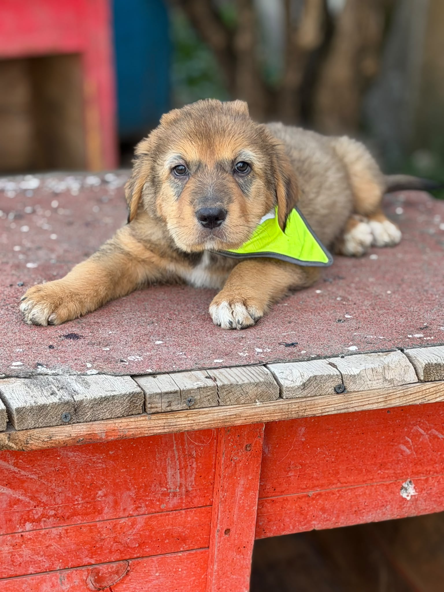 🐾 „Lion“ sucht sein Glück – kam gemeinsam mit seinen Geschwisterchen in unser Partnertierheim nach Bulgarien🐾.