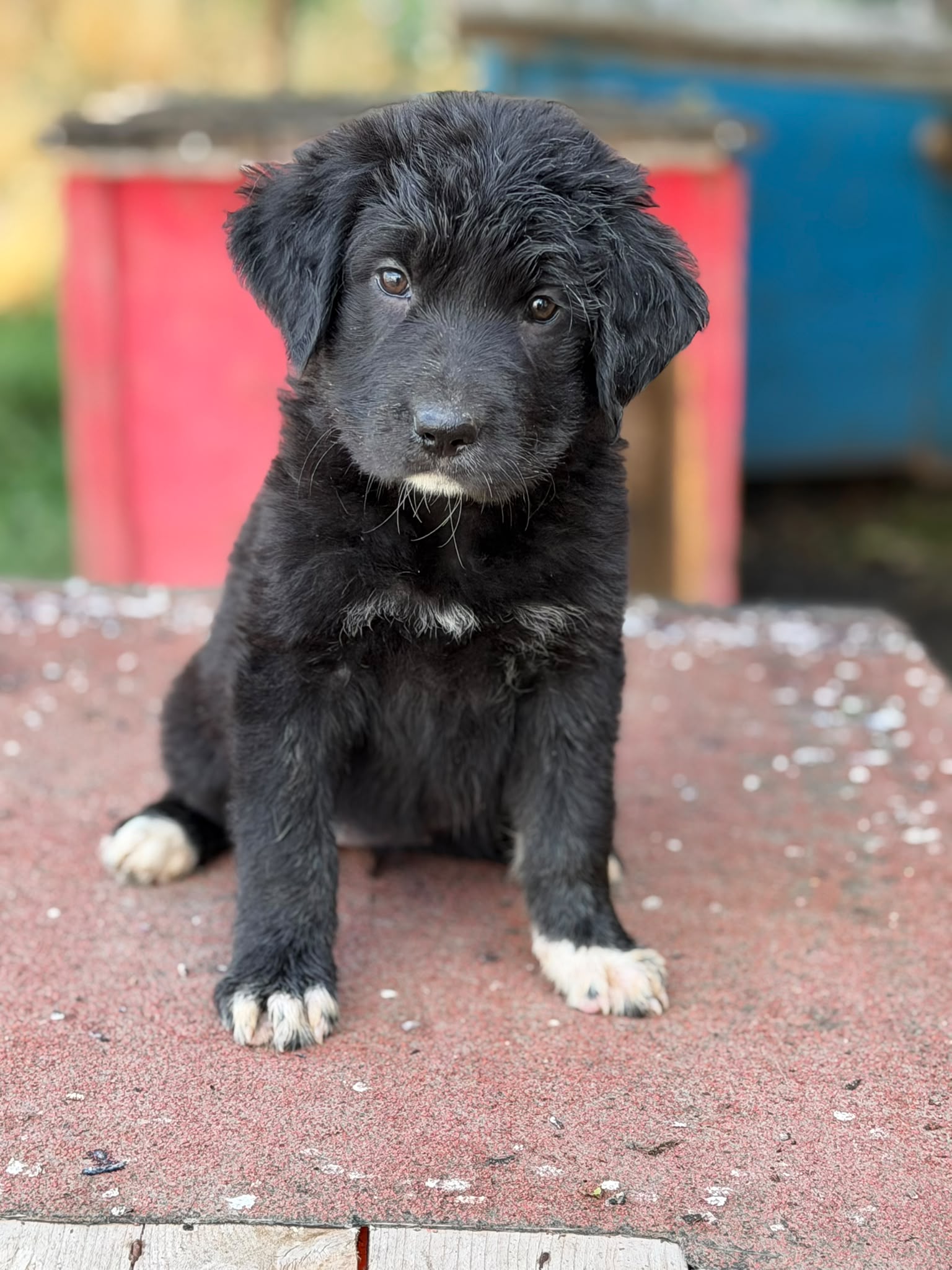 🐾 „Nala“ sucht ihr Glück – kam gemeinsam mit ihren Geschwisterchen in unser Partnertierheim nach Bulgarien🐾.