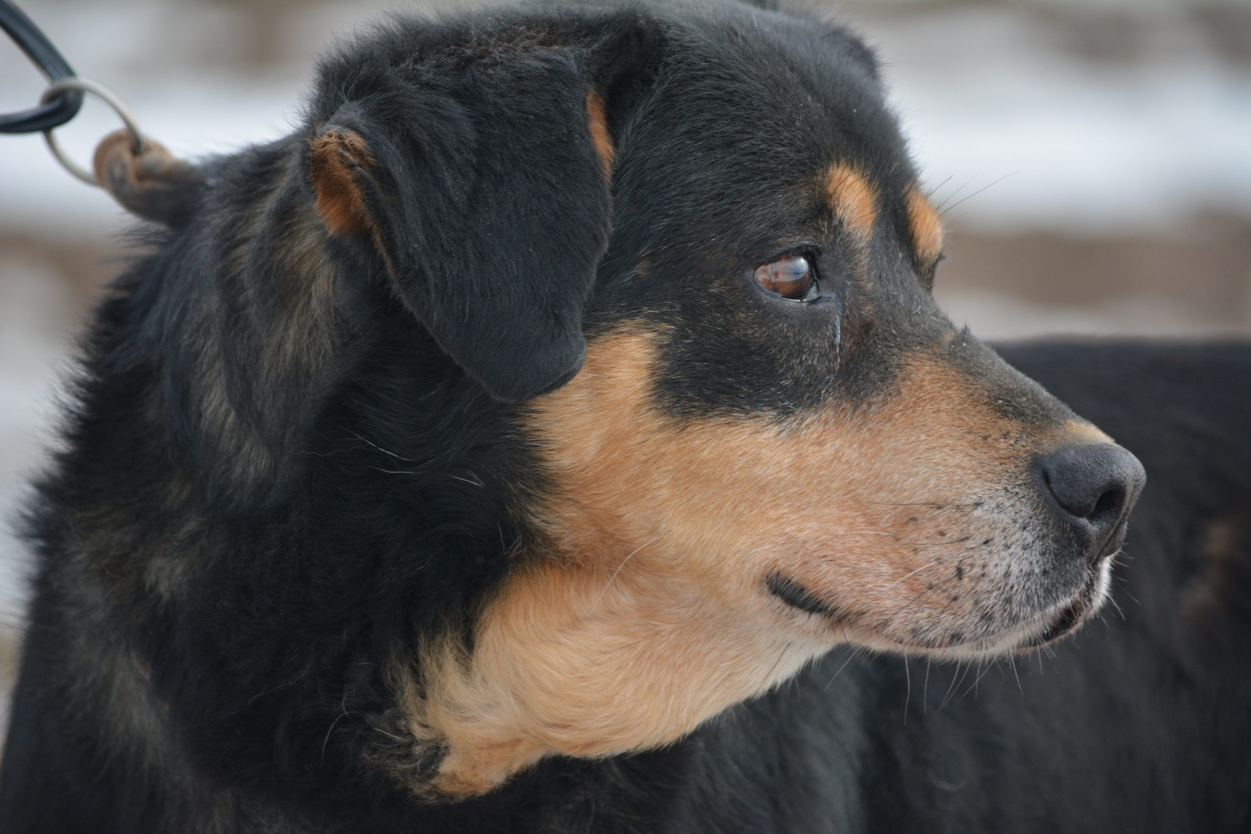 Ruhiger Rüde „SIMBA“, ca. 2019 geboren, sucht ein Für-Immer-Zuhause.