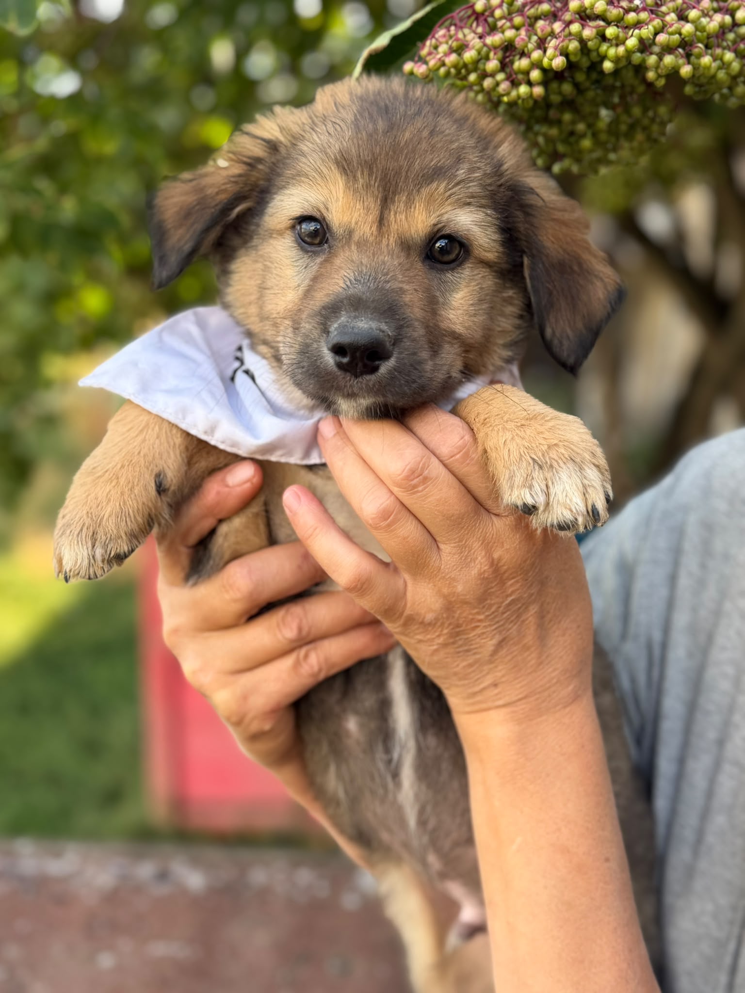🐾 „Tiger“ sucht sein Glück – kam gemeinsam mit seinen Geschwisterchen in unser Partnertierheim nach Bulgarien🐾.