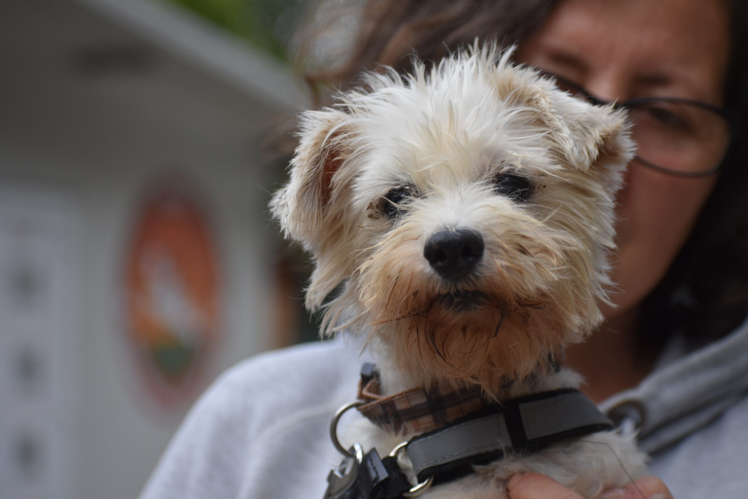 Bichon-Mix-Hündin „Boróka“, geboren 2024, sucht ein Körbchen.