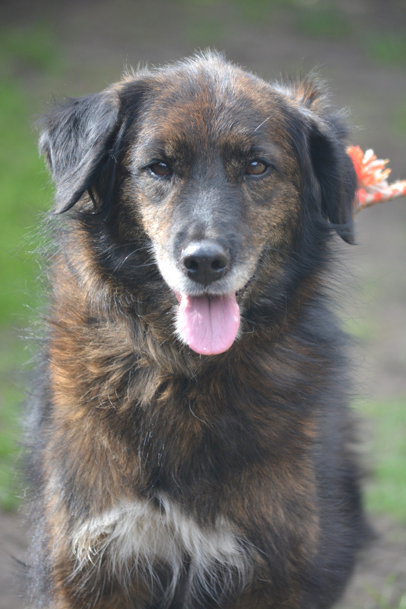 „Ena“, aktiv, menschenbezogen, gut verträglich, möchte gerne lernen, sehr lieb, geb. ca. 2020