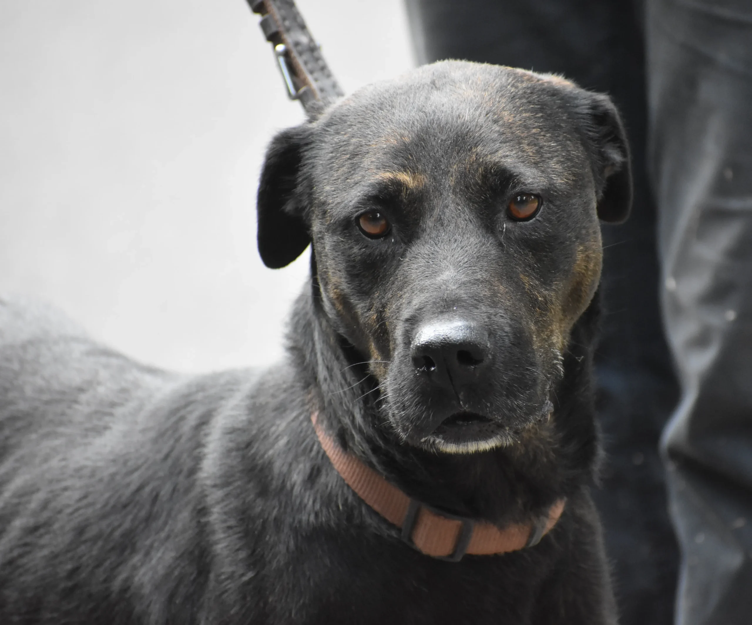 „IZABELL“, Rottweiler-Vizsla-Mix-Hündin, geb. 2017, sucht liebevolles Zuhause.