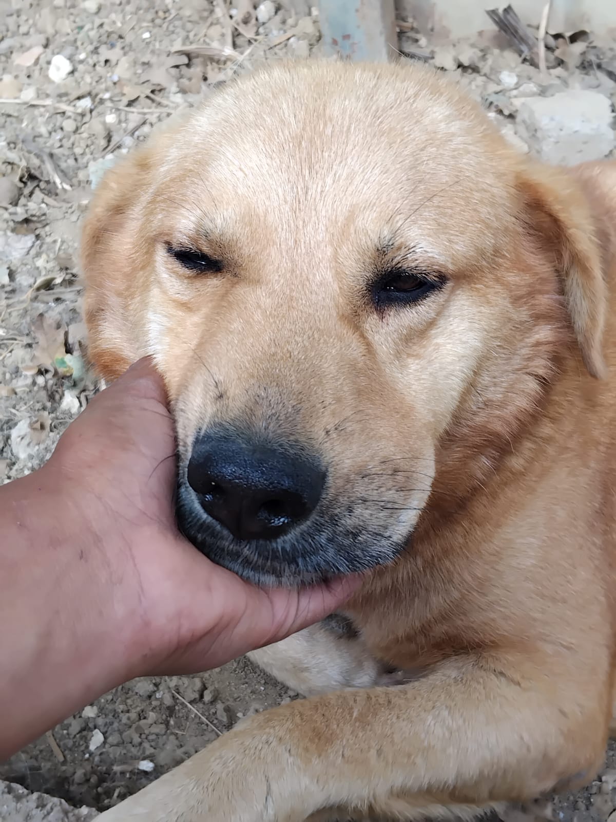„Loki“, ca. 2022 geboren, sucht ein Zuhause mit Garten und gerne mit Artgenossen.