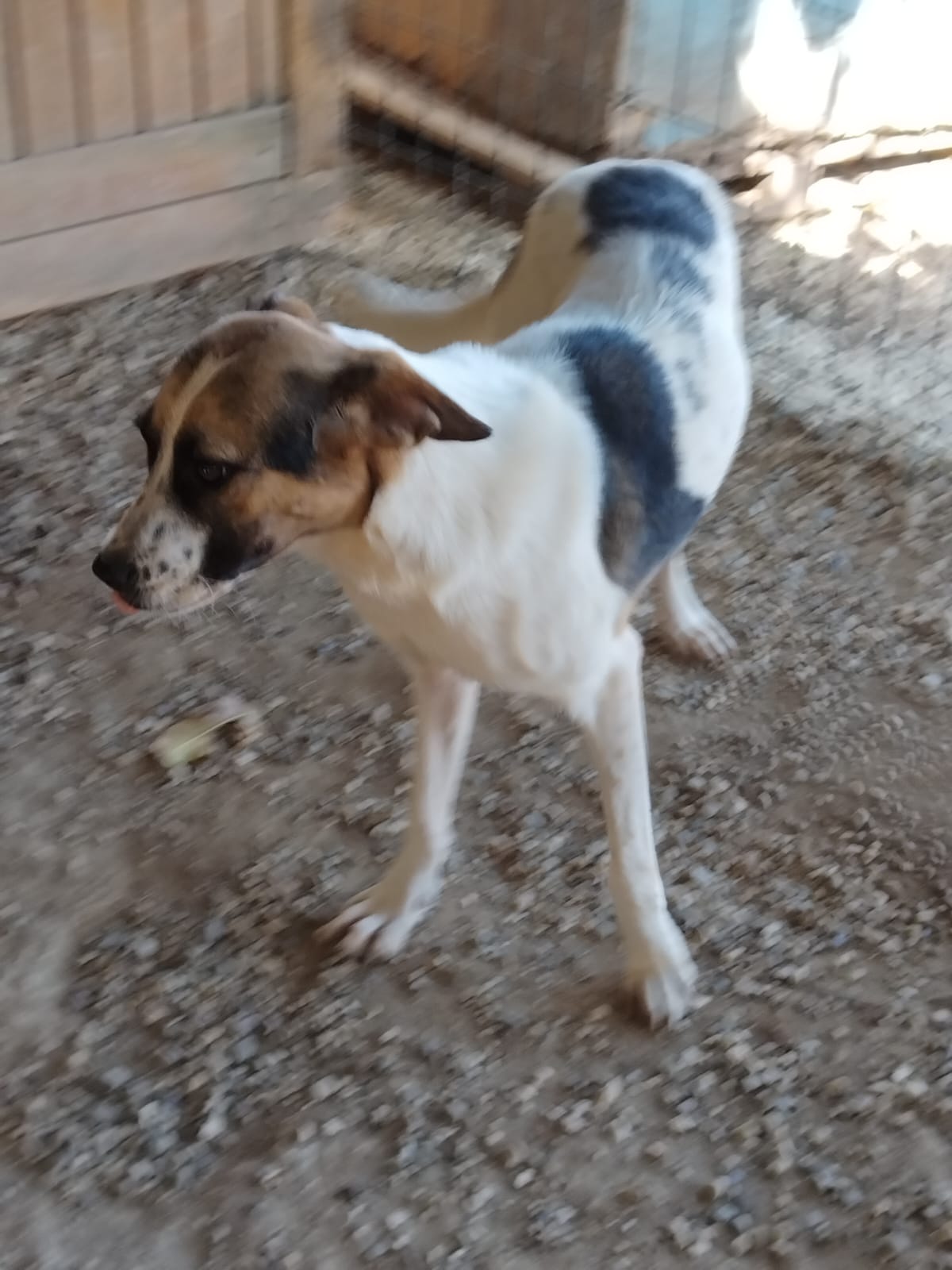 „Marlene“, ca. 02/2026 geboren.