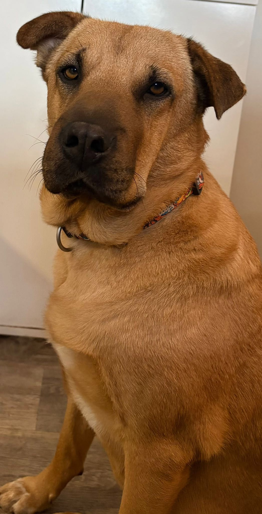 „Molly“, ca. 2024 geboren, sucht ein Körbchen, auf PS bei Aachen (NRW, Raum Köln), gut verträglich.