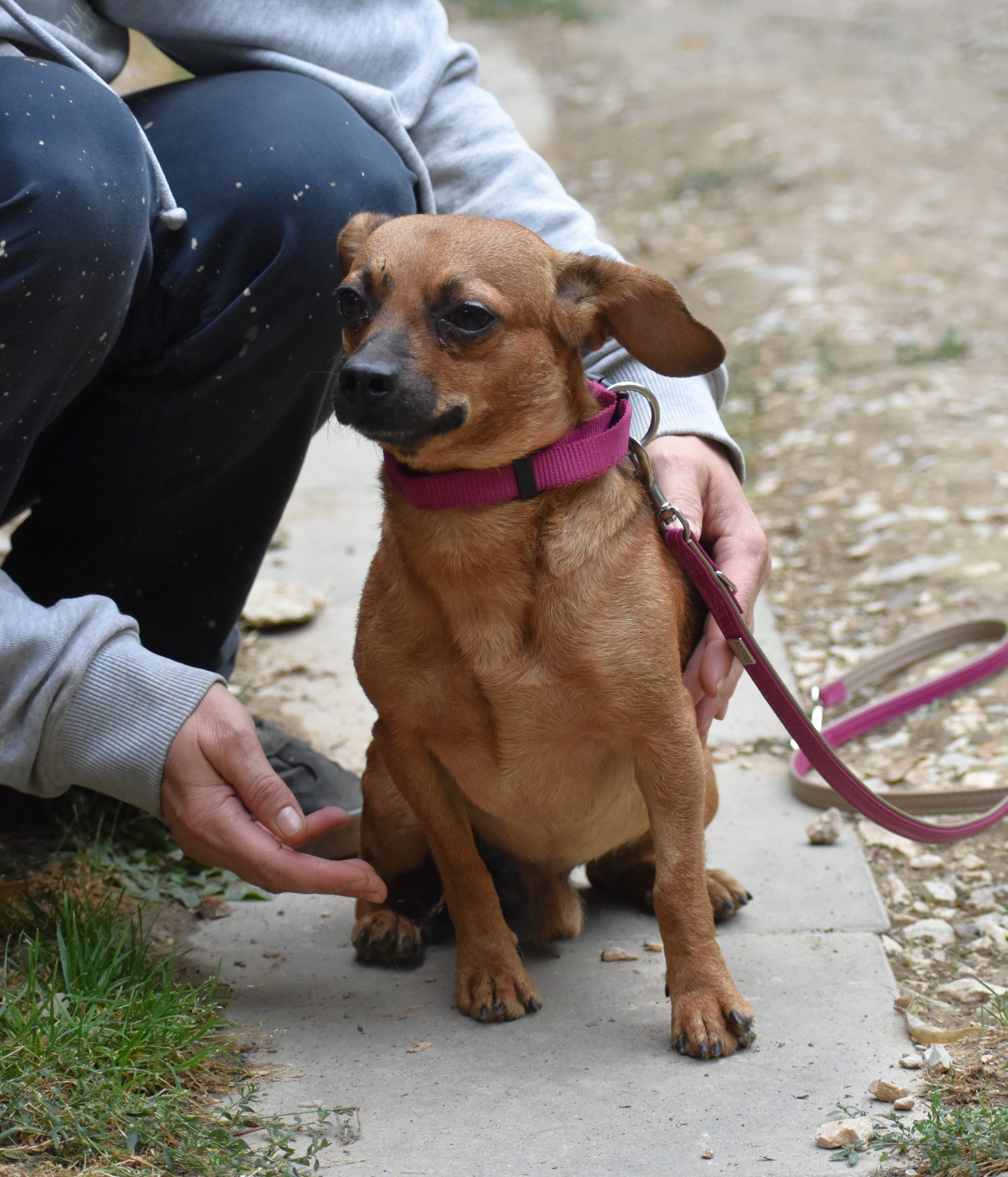 Kleiner Hund sucht großes Herz. „Moon“, geboren 26.08.2021.