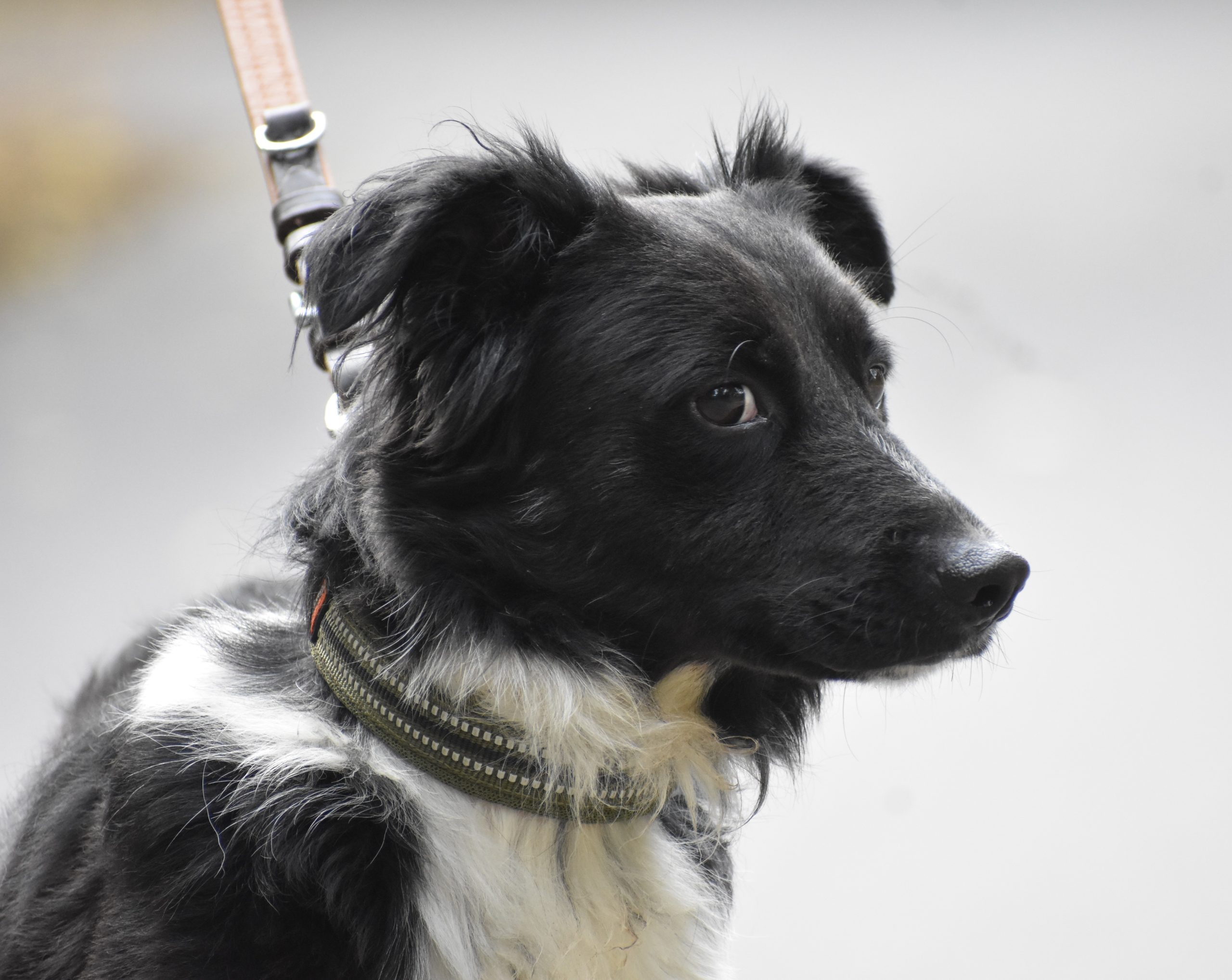 Border-Collie-Mix „PASCAL“, geb. 2023, sucht einfühlsames Zuhause.