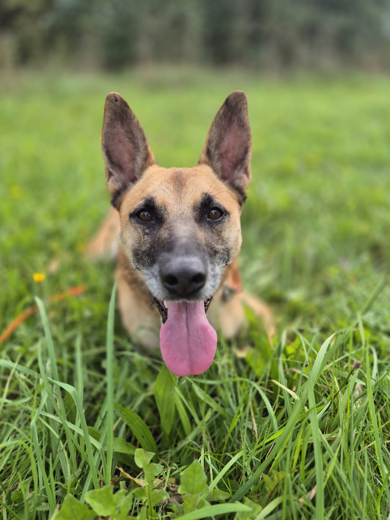 „Rambo“ sucht ein neues Zuhause, toller Schäfi-Rüde mit großem Herz!
