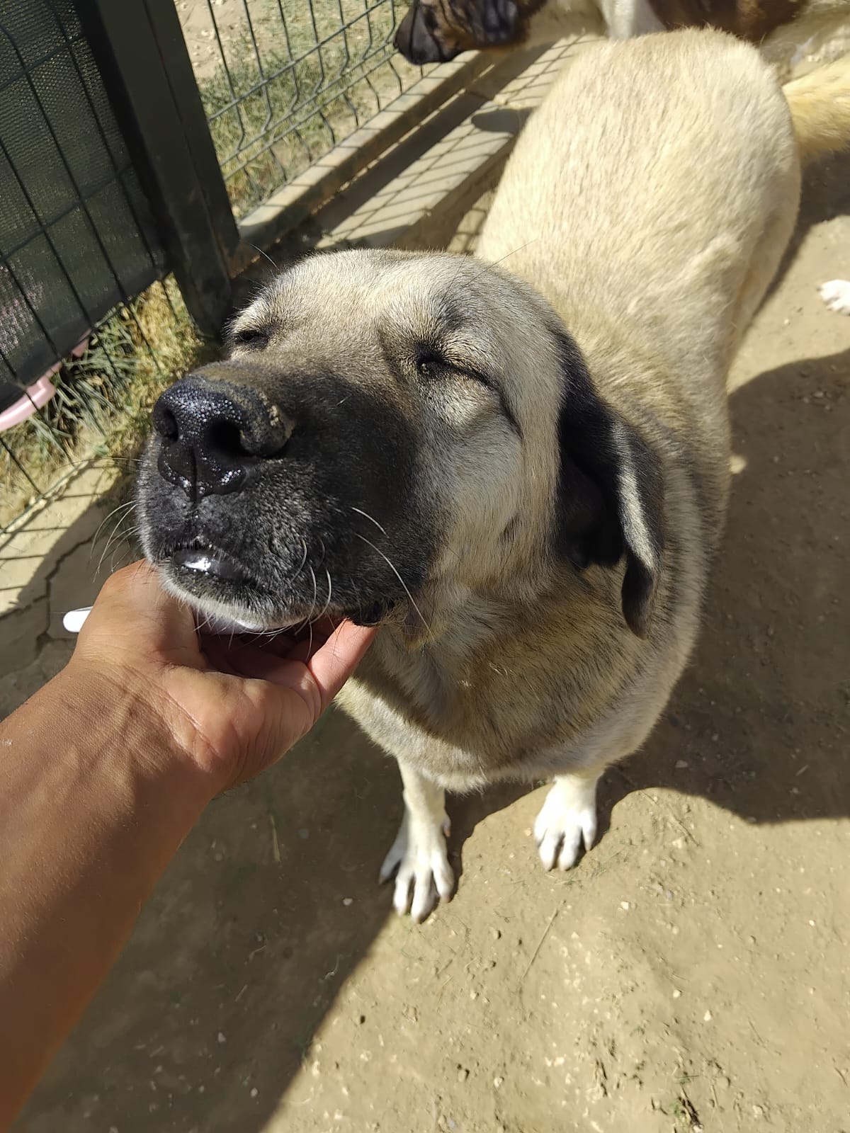 „Rana“ (Kangal Mischling), ca. 2021 geboren, gut verträgliche Hündin, sehr lieb.