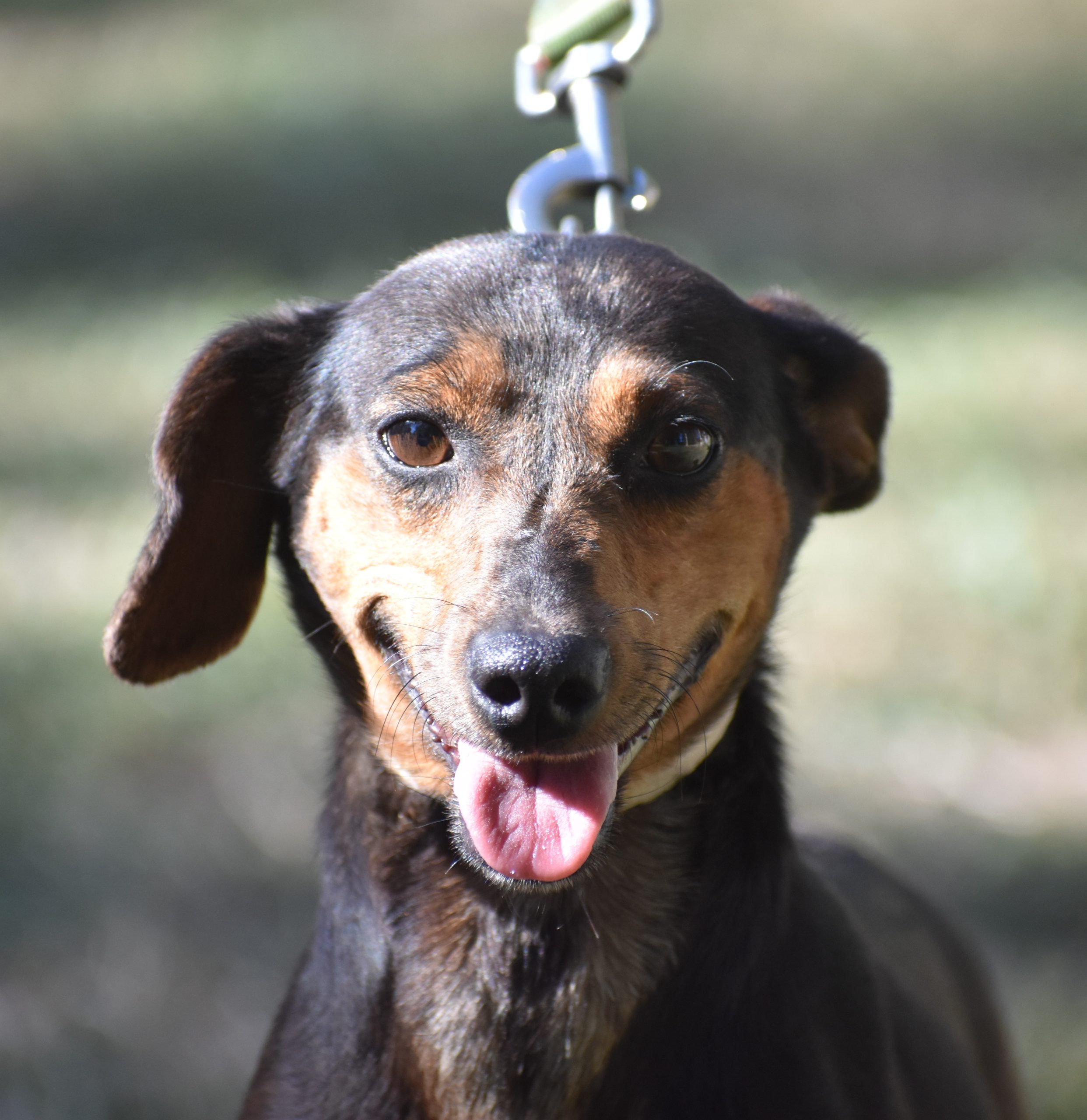 „Amaryllis“ ist ein lieber Pinscher-Dackel Mischling, geb. 30.09.2024.