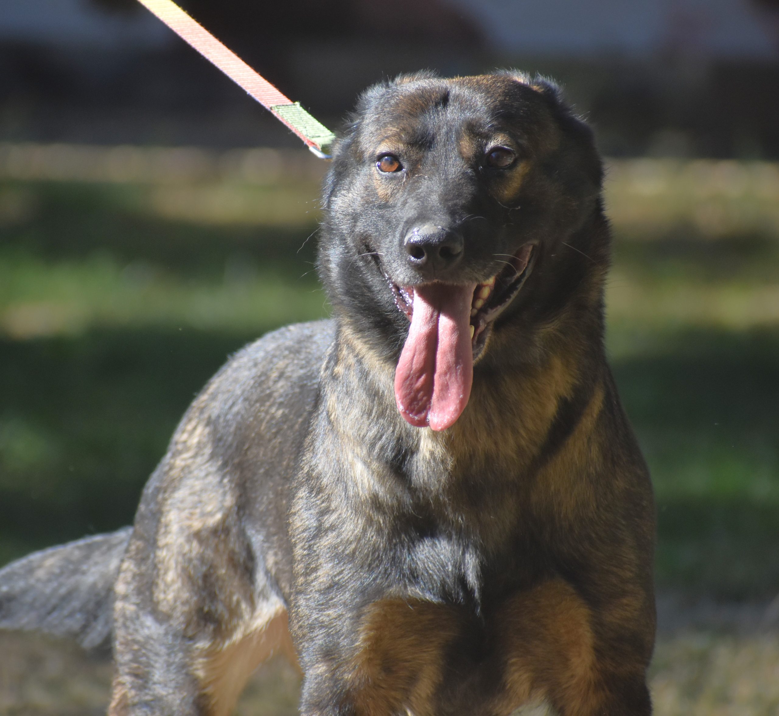 Schäferhund Freunde aufgepasst! Die liebe „Astra“ sucht ihren Menschen, geb. 09.2023.