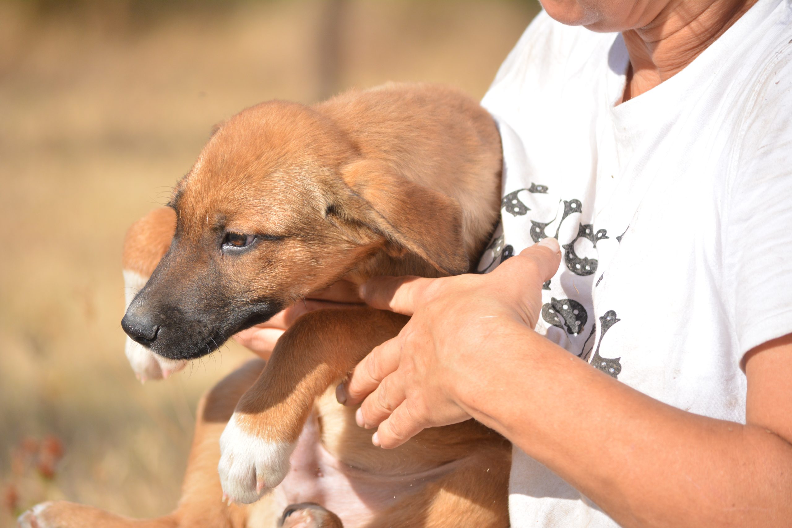 „Berti“, ca. 07.2026 geboren, sucht dringend ein Zuhause.