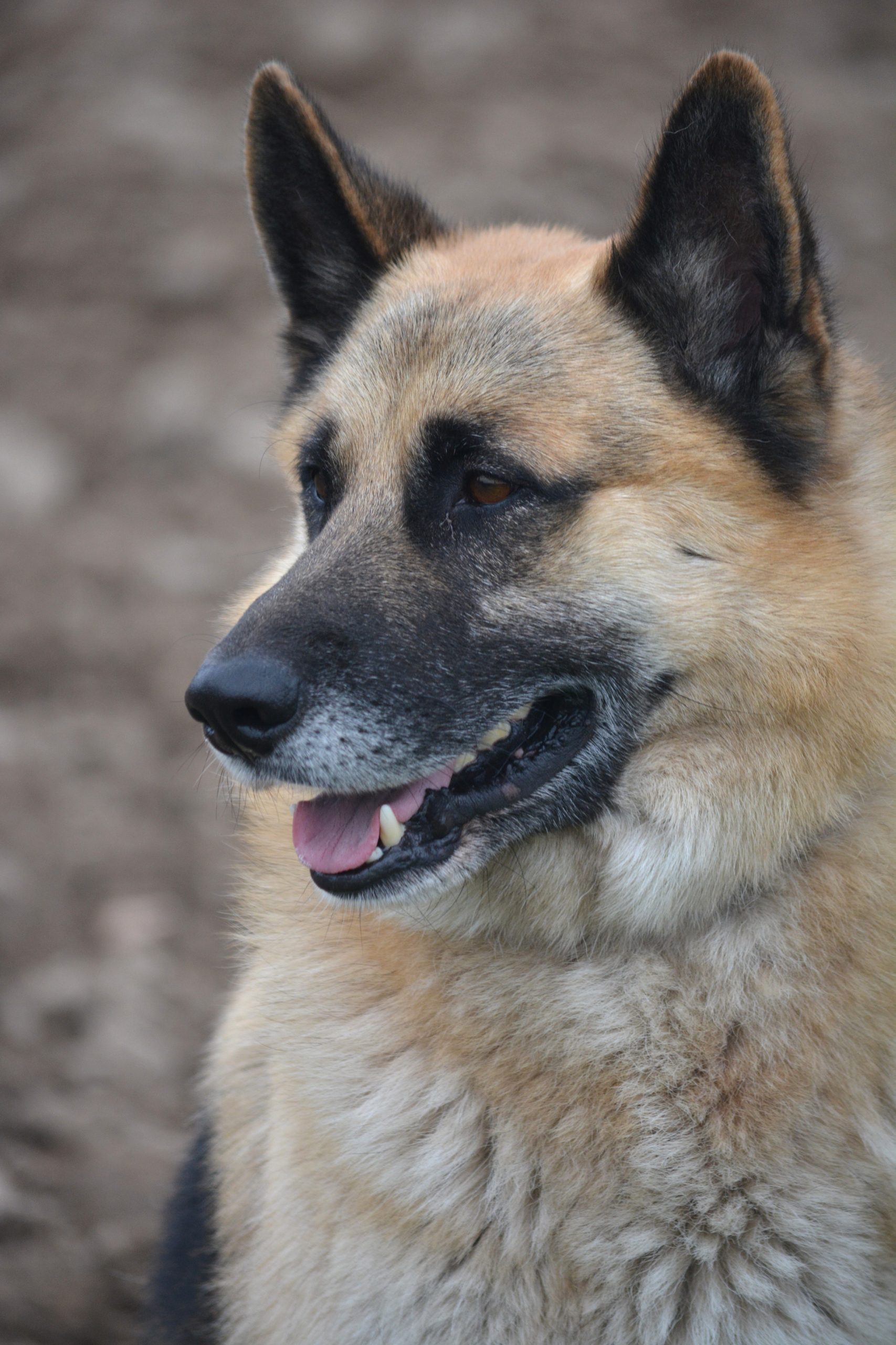 Absolut lieber und anhänglicher Schäferhund „Leoś“ sucht Freunde seiner Rasse, ca. 2020 geboren.