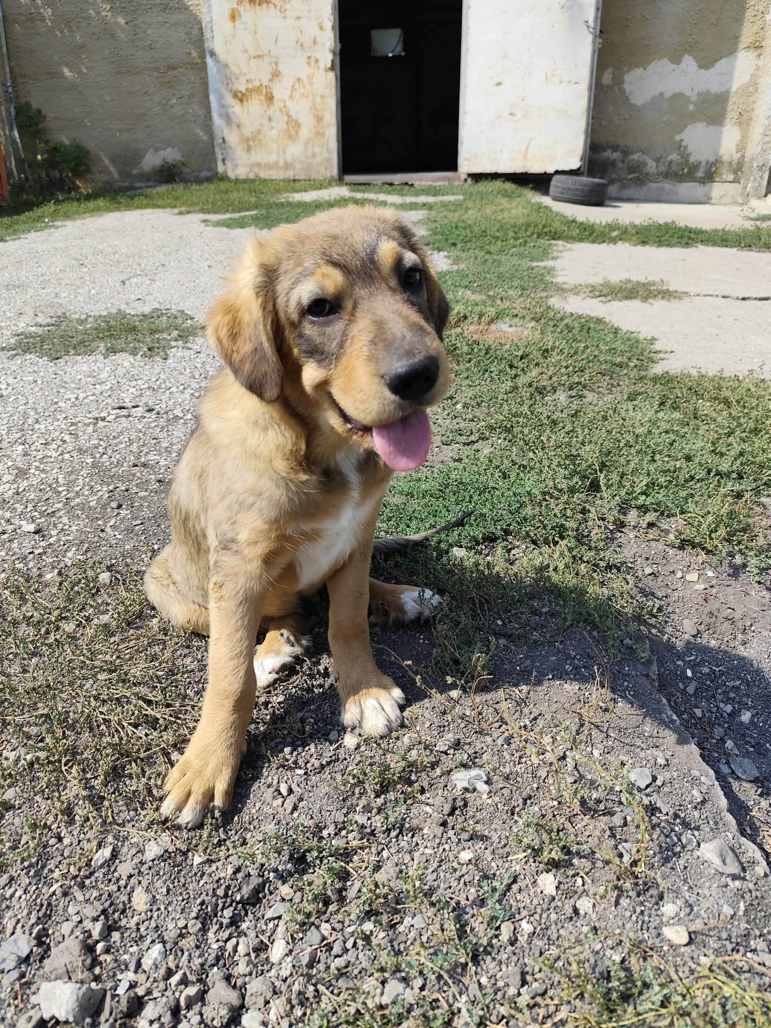 „Lion“ sucht sein Glück – kam gemeinsam mit seinen Geschwisterchen in unser Partnertierheim nach Bulgarien.