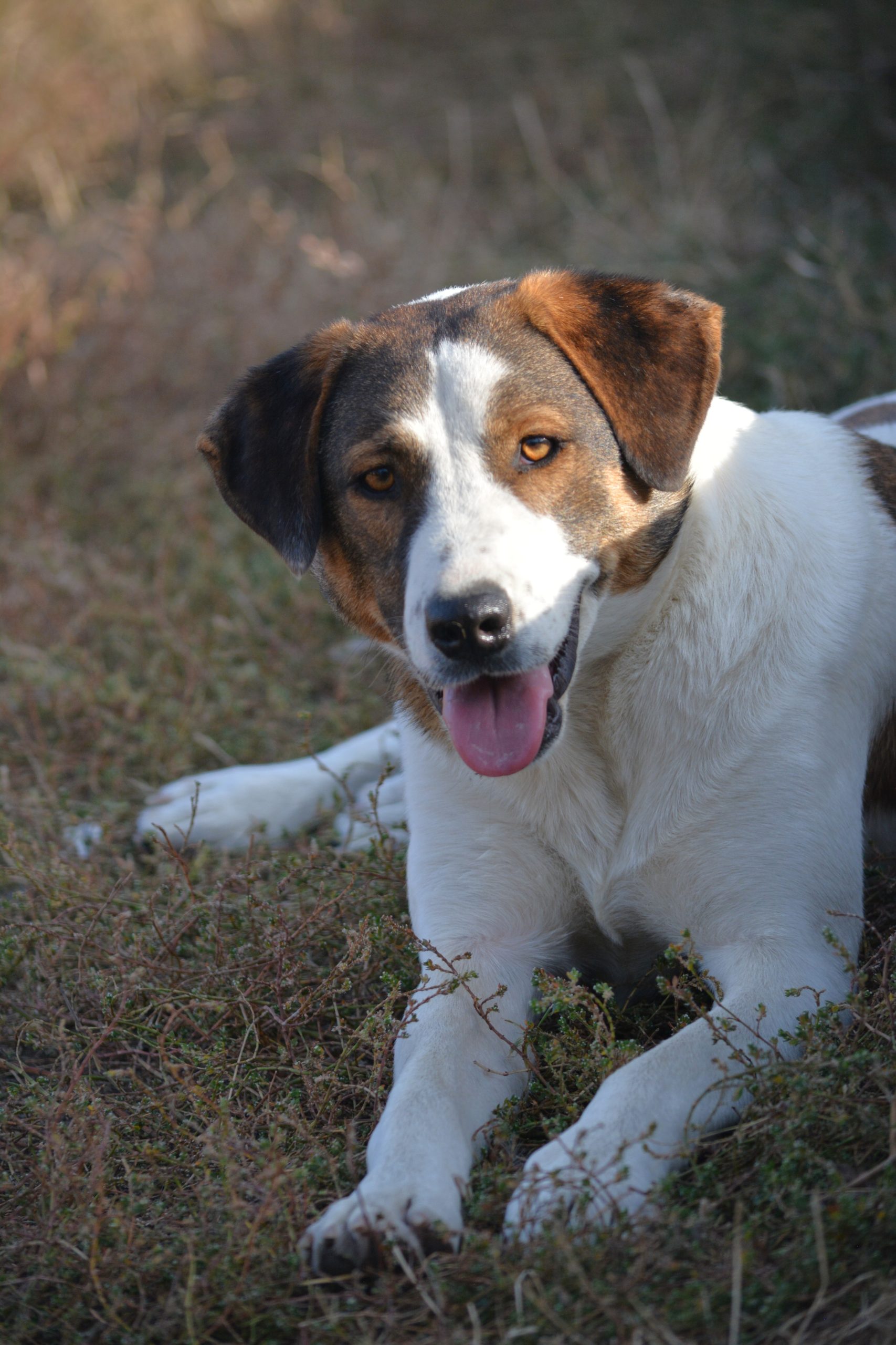 „Mirko“, ca. 02.2025 geboren, sucht ein Zuhause, gerne mit anderen Artgenossen und Garten.