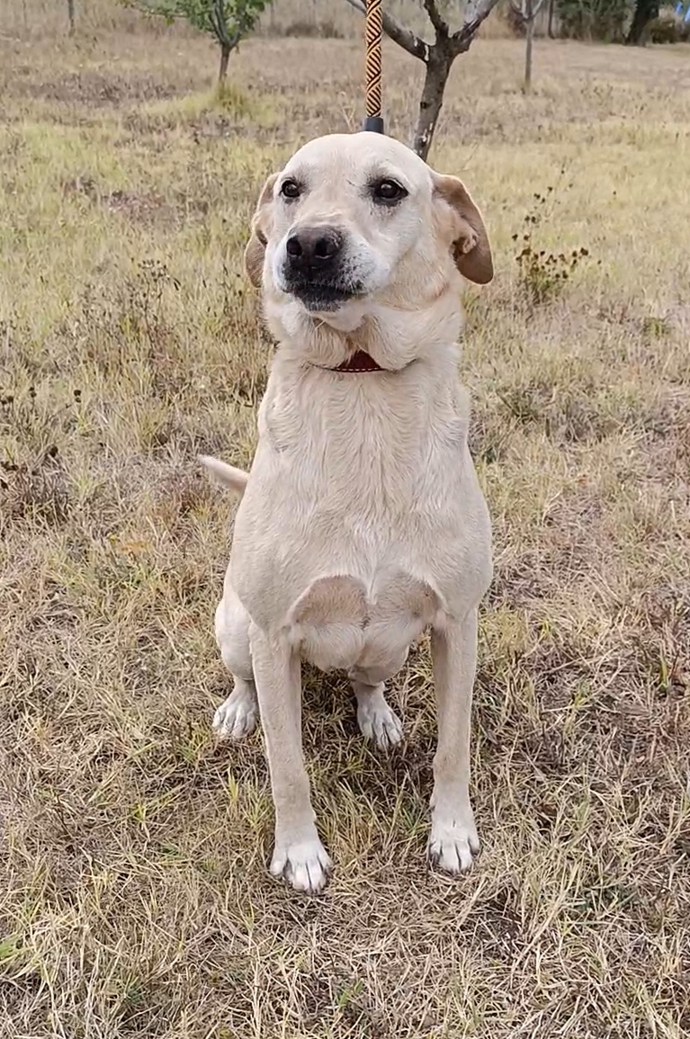 „MISHA“ ist ein sehr lieber und freundlicher (großer) Labrador-Mixrüde, ca. 2018/2019 geboren. Er wartet schon 6 Jahre auf ein Zuhause, ist ganz verzweifelt.