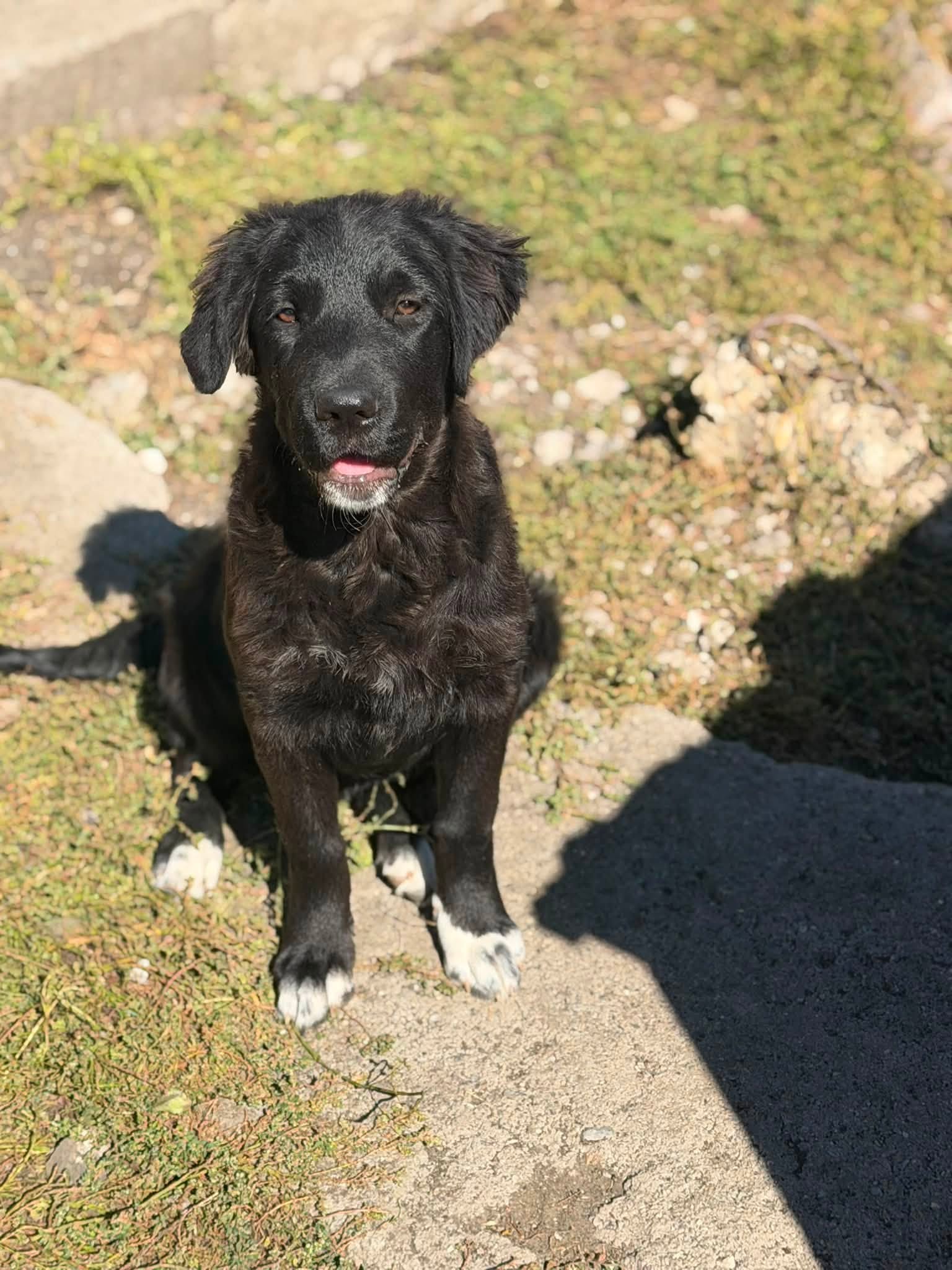 „Nala“ sucht ihr Glück – kam gemeinsam mit ihren Geschwisterchen in unser Partnertierheim nach Bulgarien.