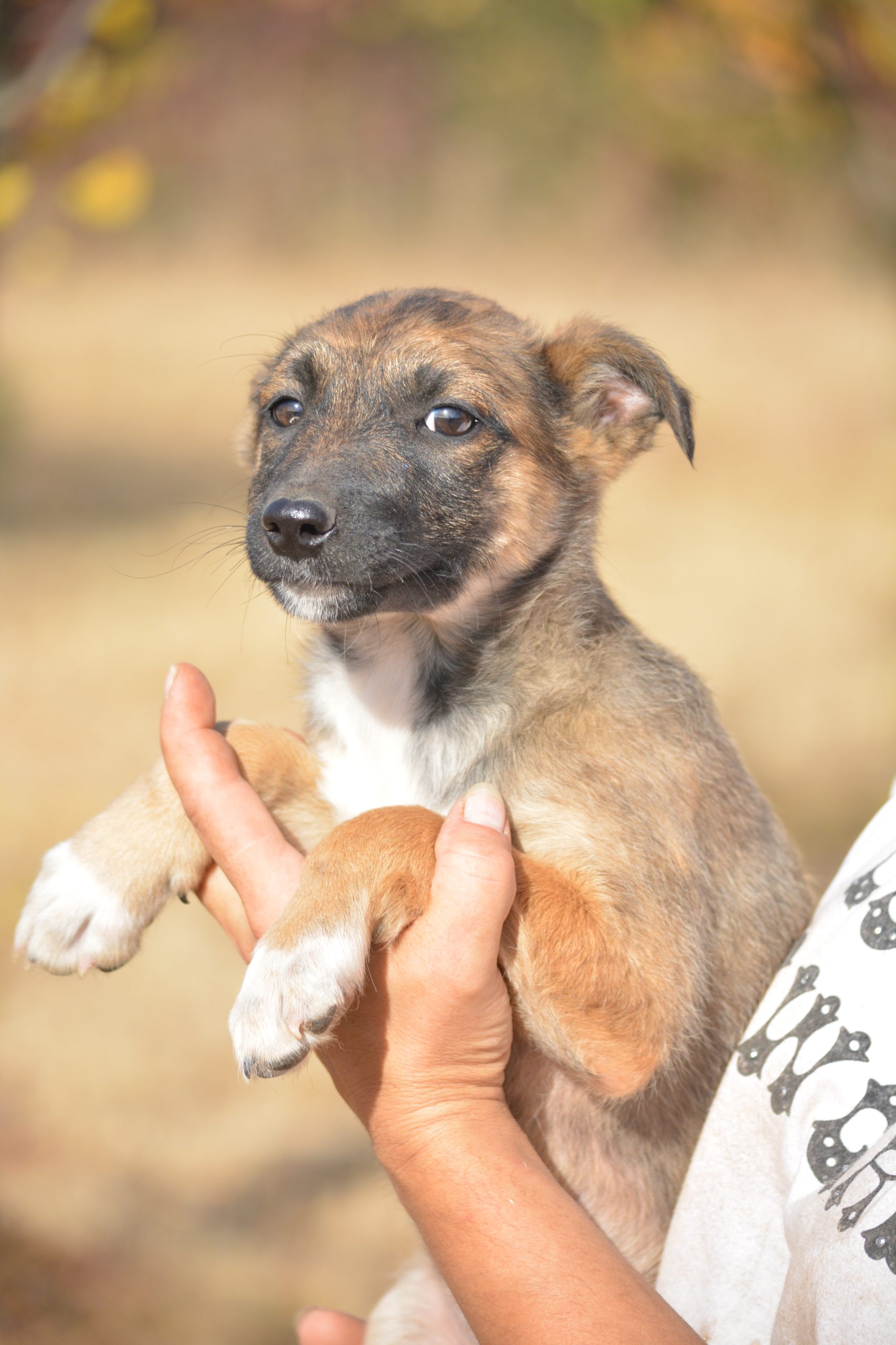 „Nico“, ca. 07.2026 geboren, sucht dringend ein Zuhause.