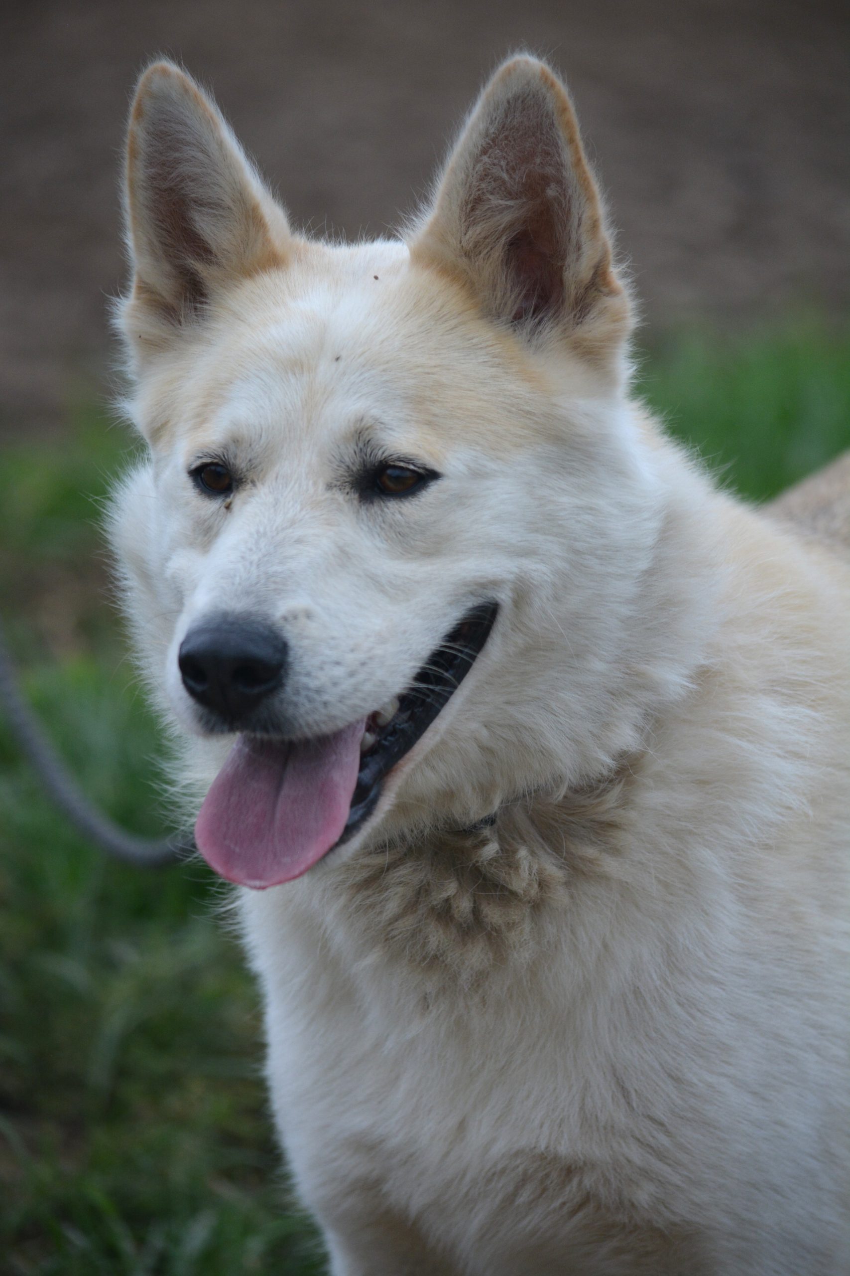 „Pablo (PTYSIEK)“, aktiver, sehr menschengezogener Husky-Mix, ca. 2022 geboren.