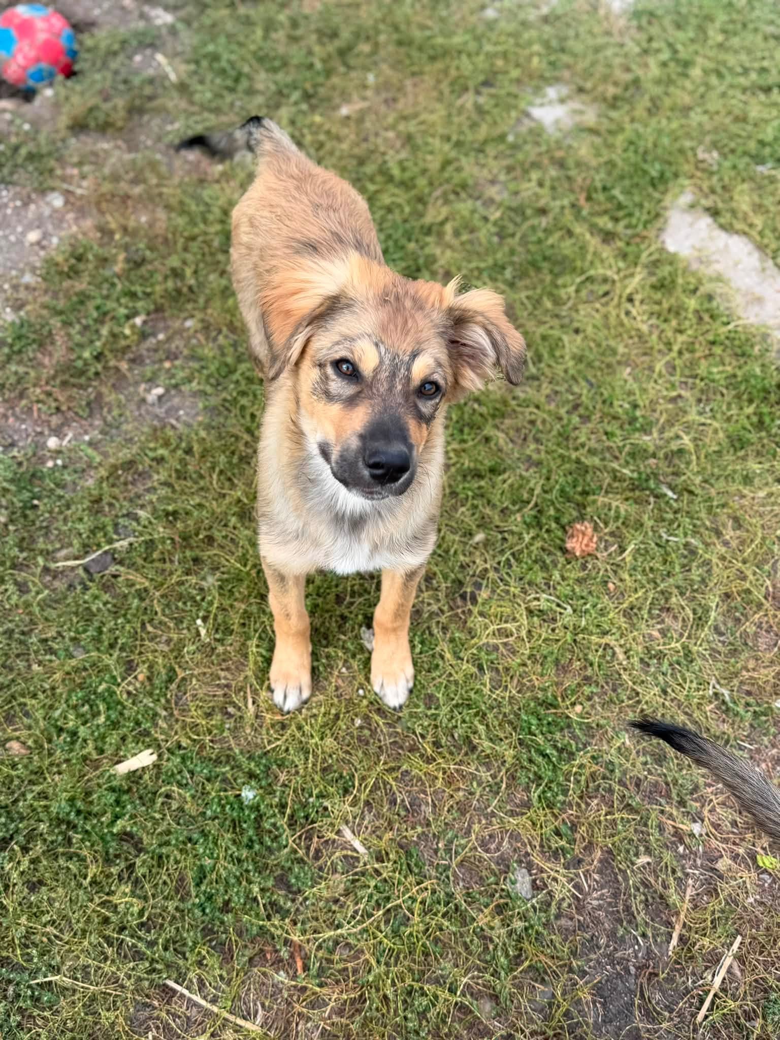 ***Reserviert*** „Tiger“ sucht sein Glück – kam gemeinsam mit seinen Geschwisterchen in unser Partnertierheim nach Bulgarien.