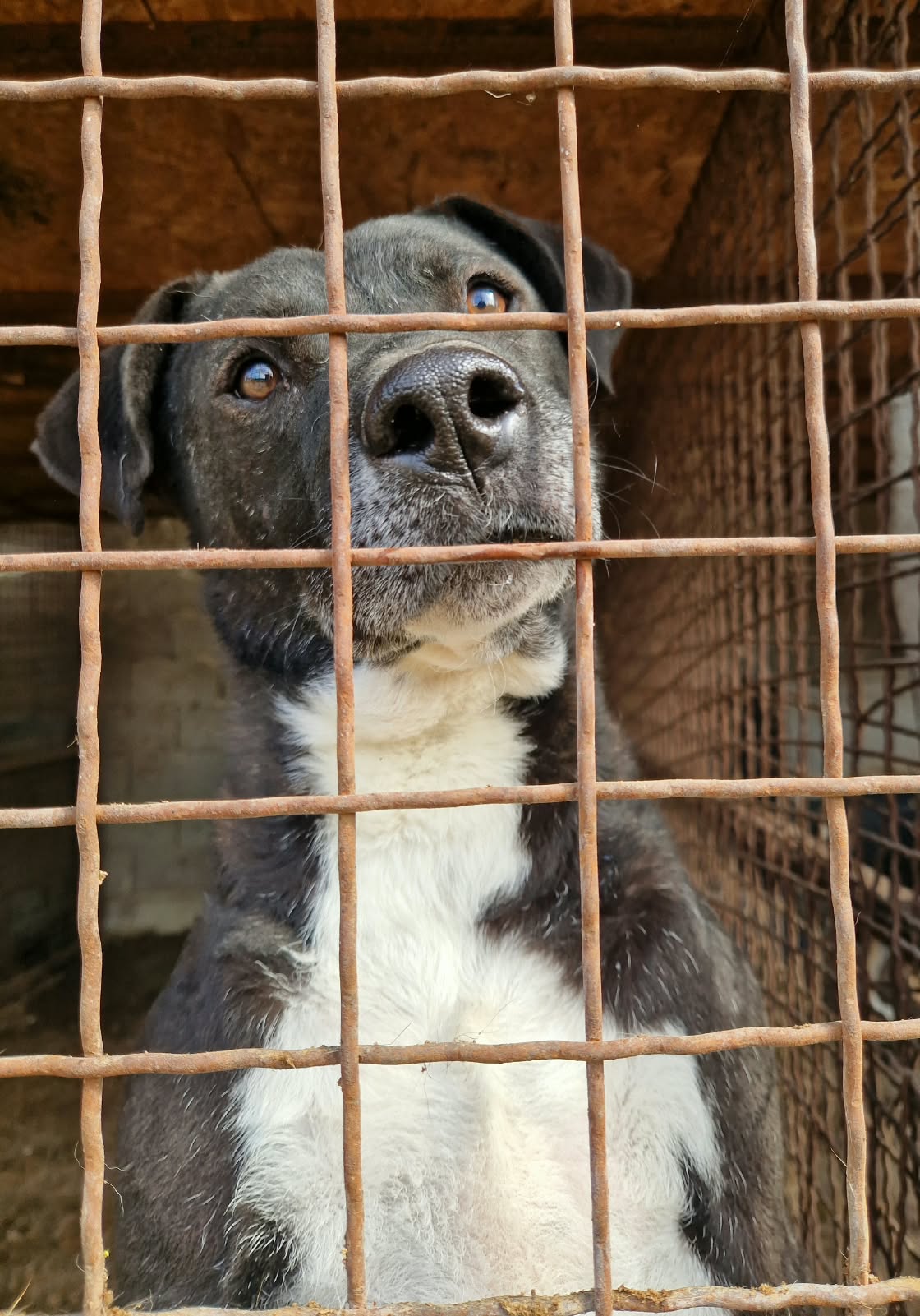 „Tom (Studer)“, ca. 2021 geb., sehr zurückhaltend, ruhig, sucht Halter mit Hundeverstand, verträglich, sanftes Wesen.