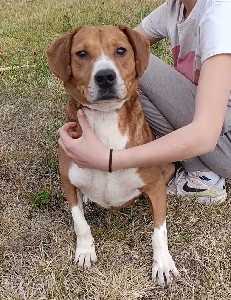 „Uwe“ ist ein Seelenhund. Er ist sehr sanft, ruhig, sehr anhänglich. Sucht Menschen die ihm Vertrauen und Sicherheit geben. Ein ganz besonderer Rüde. Geboren ca. 2018