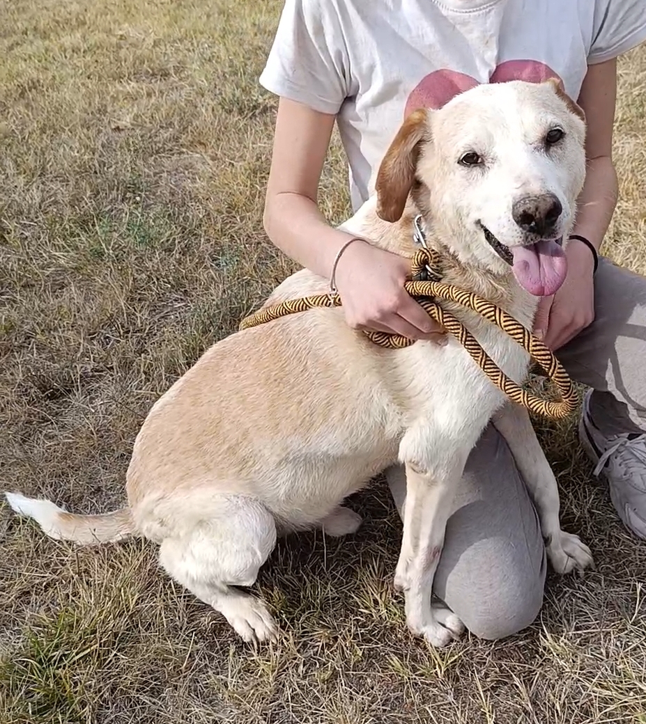 Ein großes Hundeherz wartet auf seine Menschen. „Zuca II“. ca. 2019 geboren, sehr lieb und verträglich, mag Kinder.